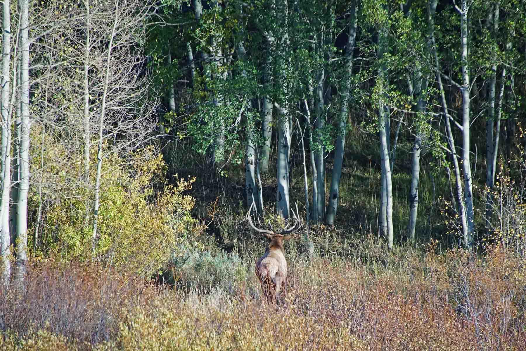 Mexican Ridge Ranch property picture 24 of 48