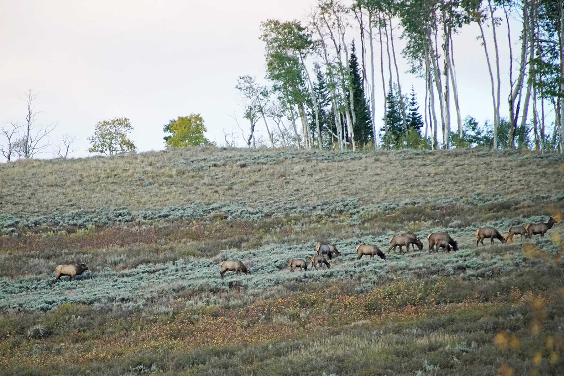 Mexican Ridge Ranch property picture 10 of 48