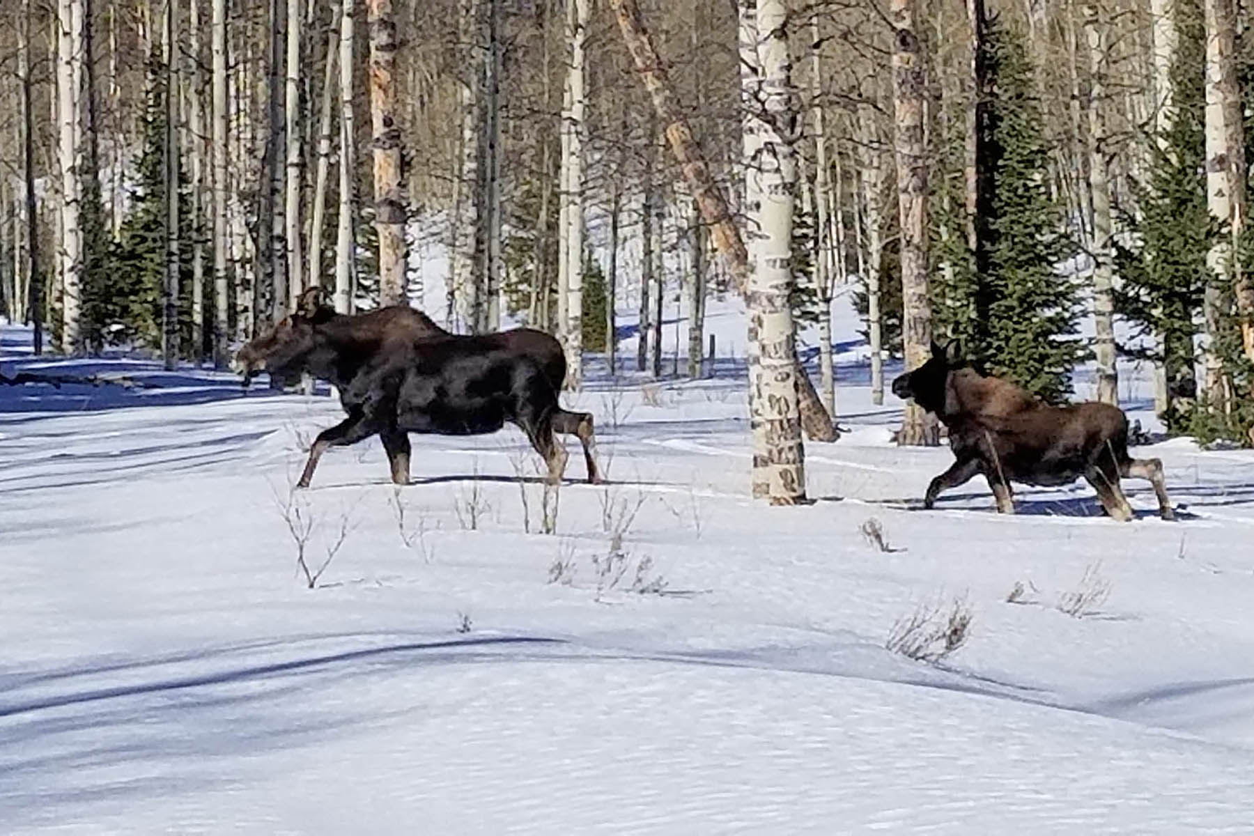 Mexican Ridge Ranch property picture 45 of 48