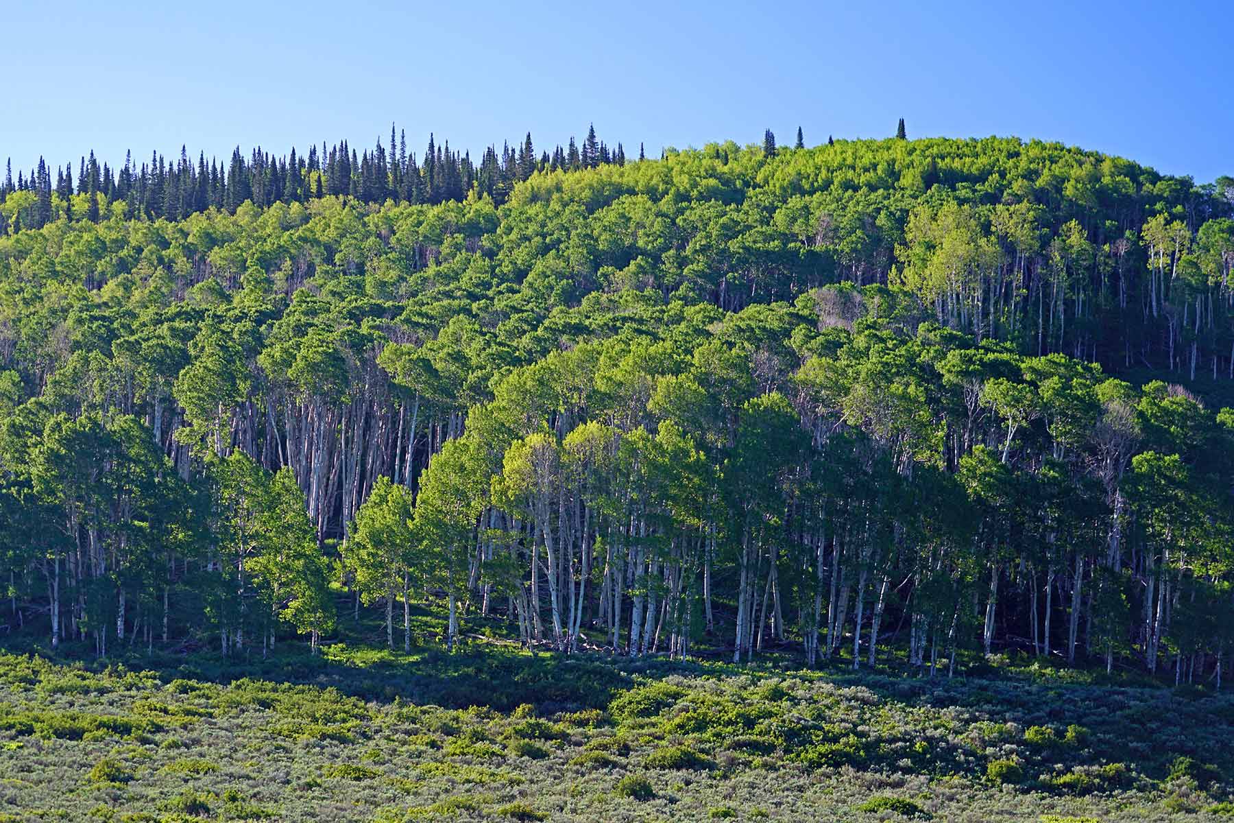 Mexican Ridge Ranch property picture 17 of 48