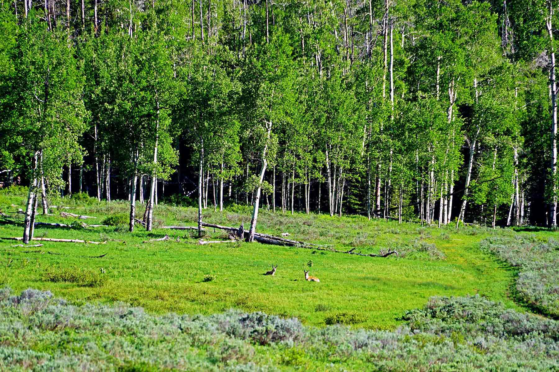 Mexican Ridge Ranch property picture 31 of 48