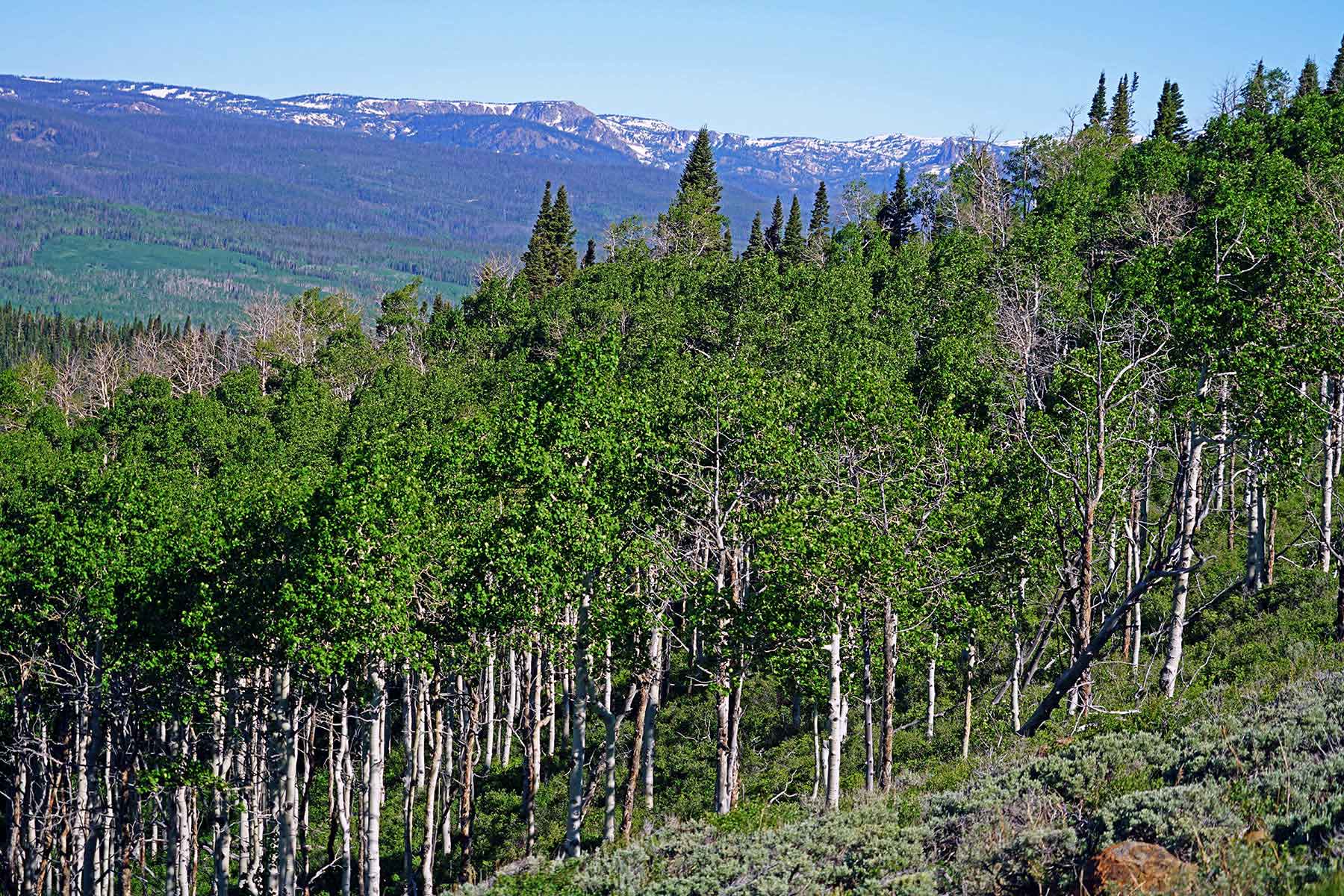 Mexican Ridge Ranch property picture 33 of 48