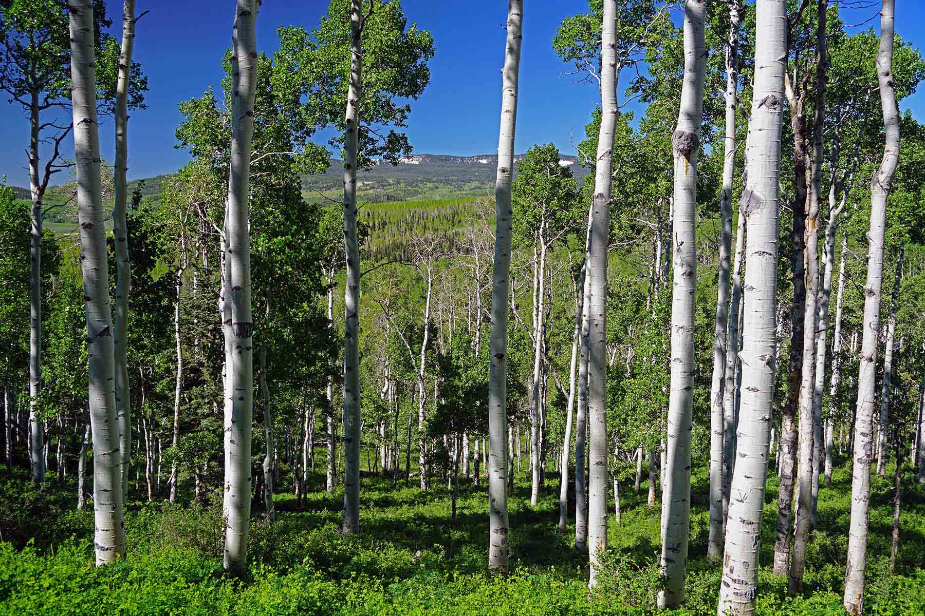 Mexican Ridge Ranch property picture 38 of 48