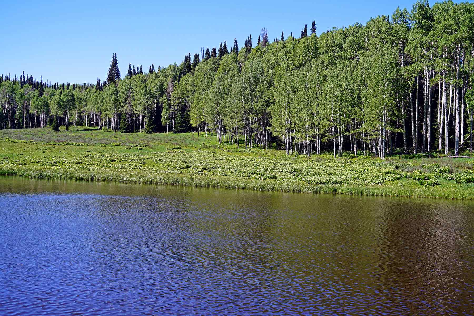 Mexican Ridge Ranch property picture 5 of 48