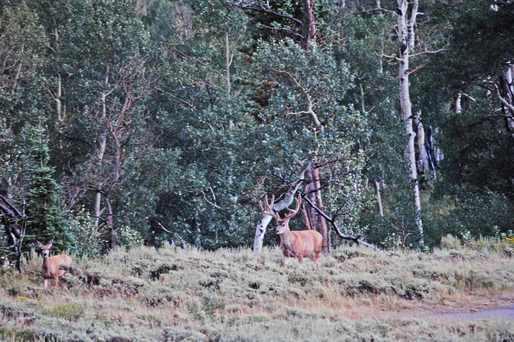 Mexican Ridge Ranch property picture 30 of 48