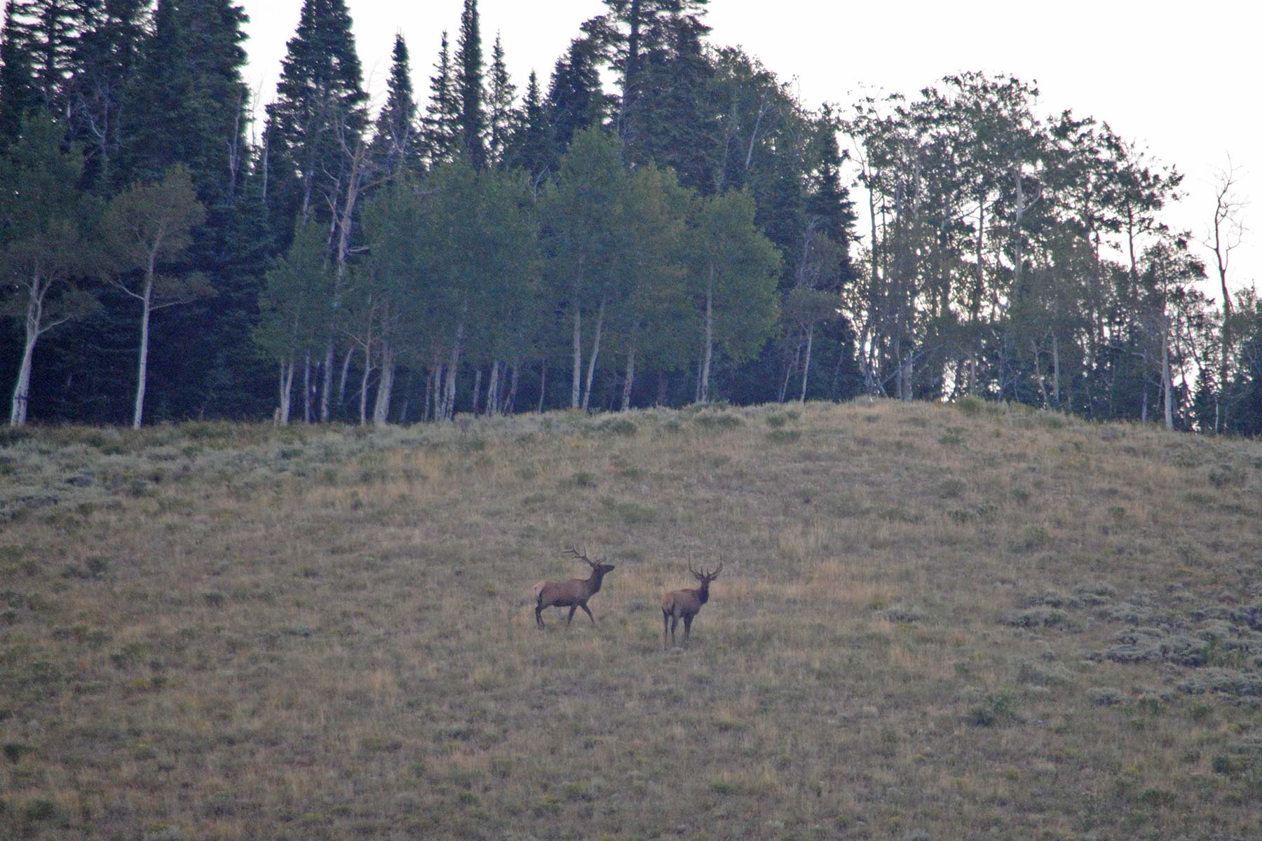 Mexican Ridge Ranch property picture 36 of 48