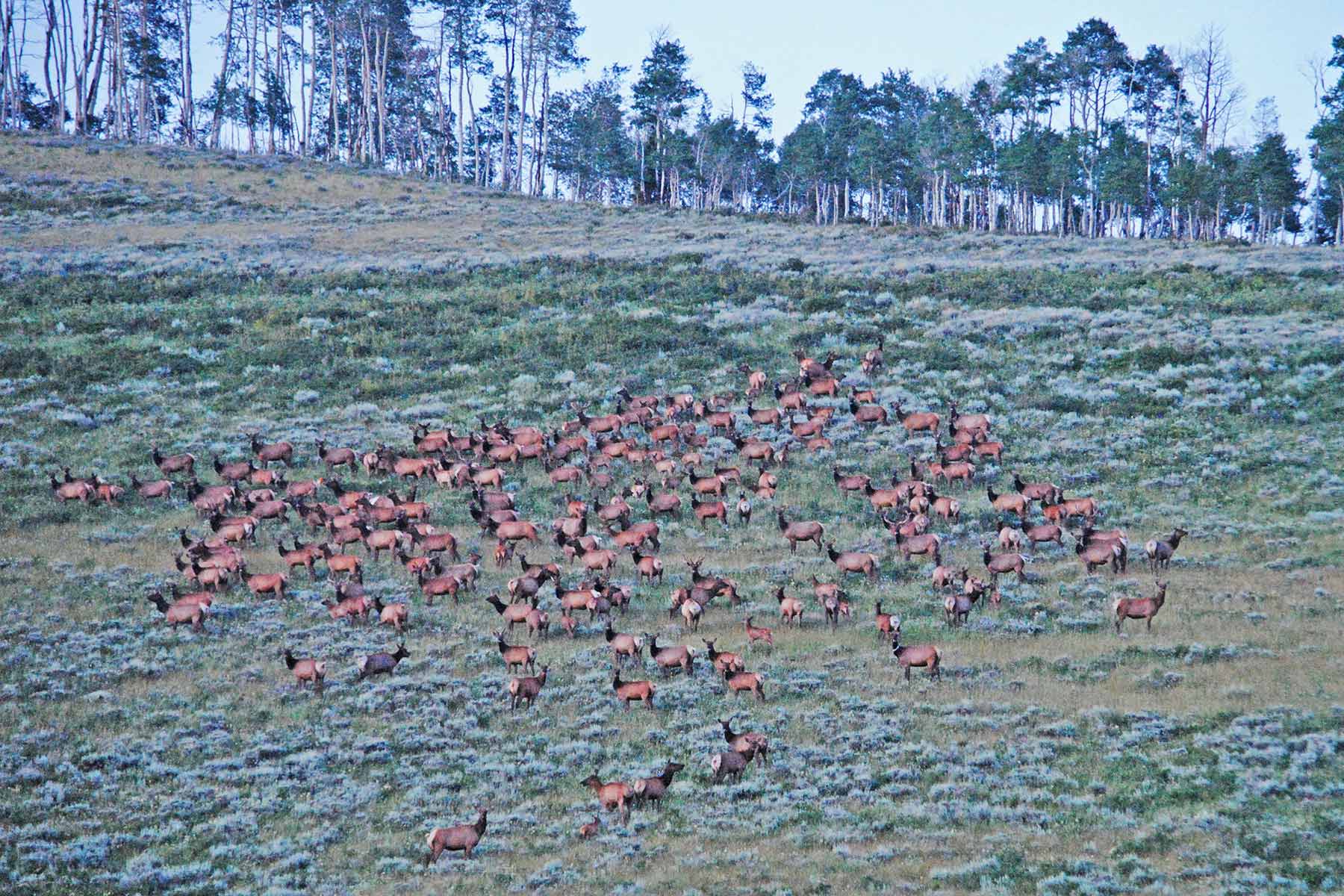 Mexican Ridge Ranch property picture 4 of 48
