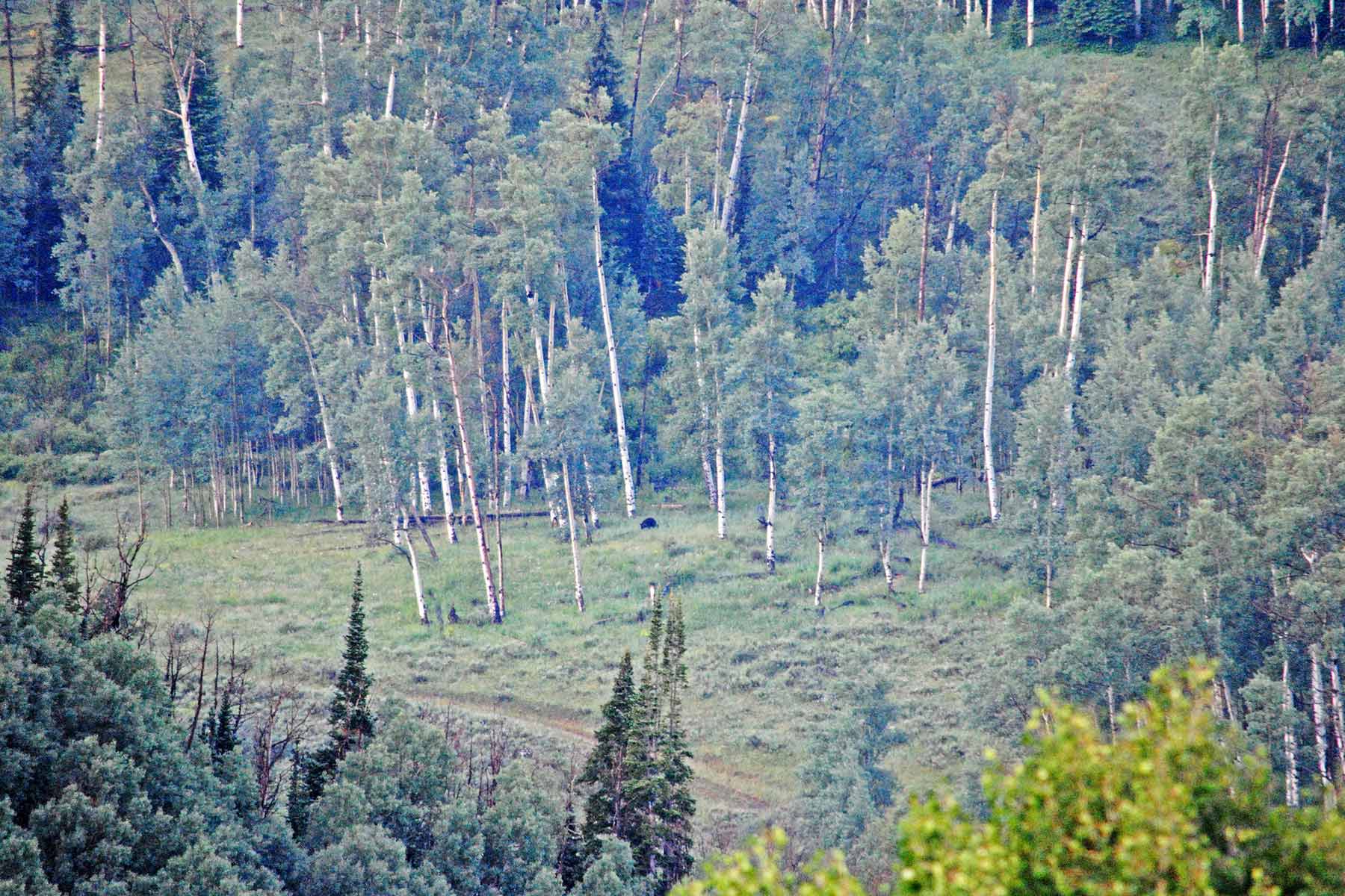 Mexican Ridge Ranch property picture 44 of 48