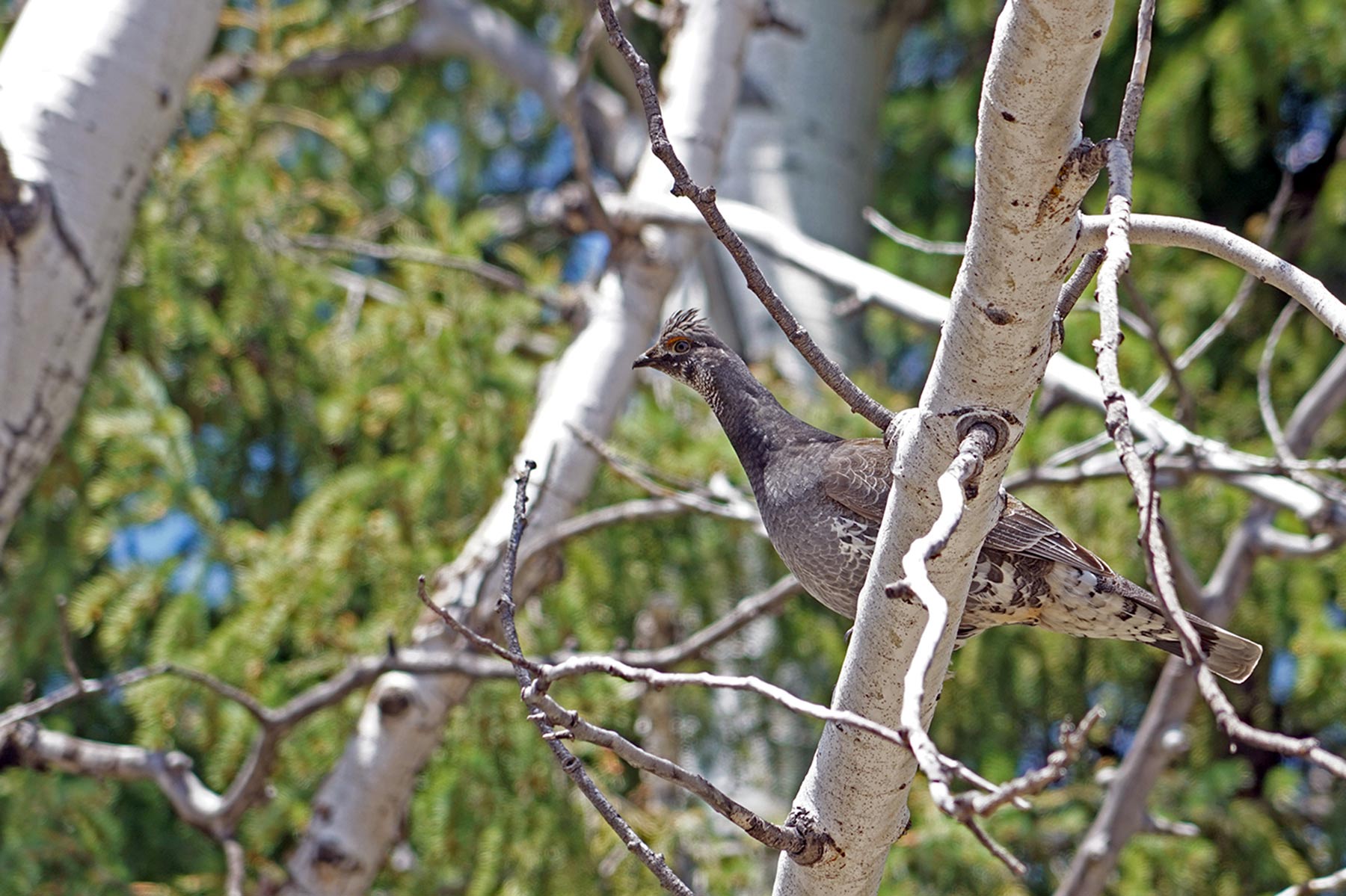 Mexican Ridge Ranch property picture 48 of 48