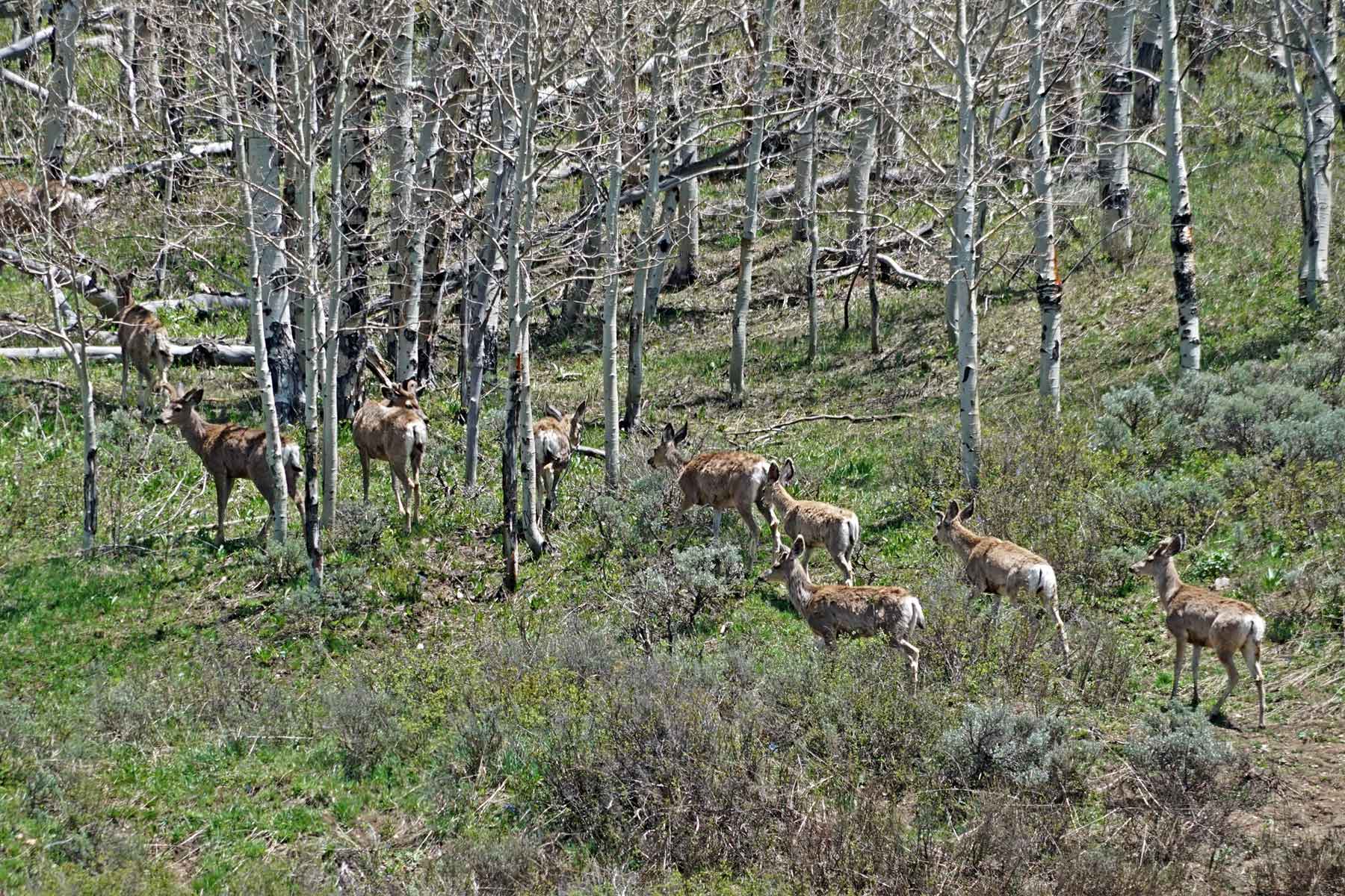 Mexican Ridge Ranch property picture 47 of 48