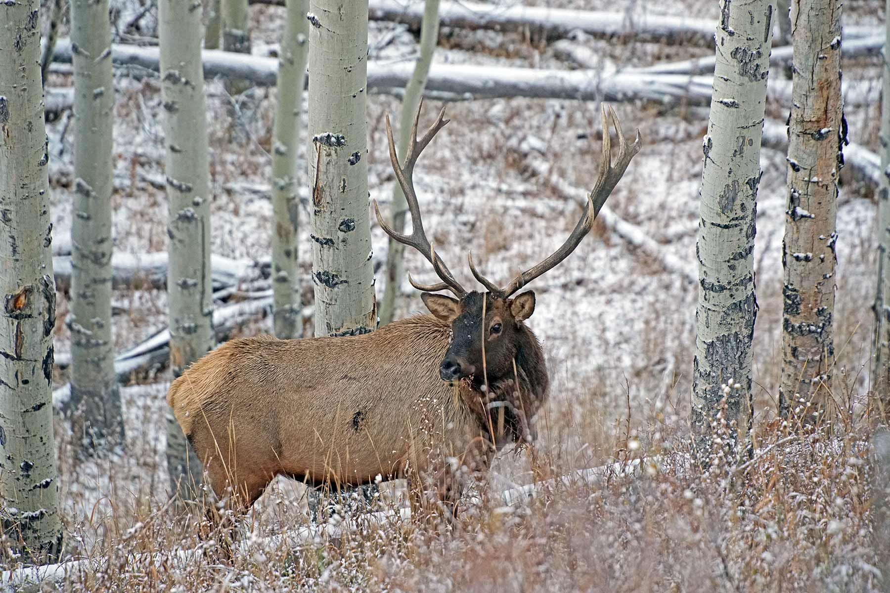 Mexican Ridge Ranch property picture 12 of 48
