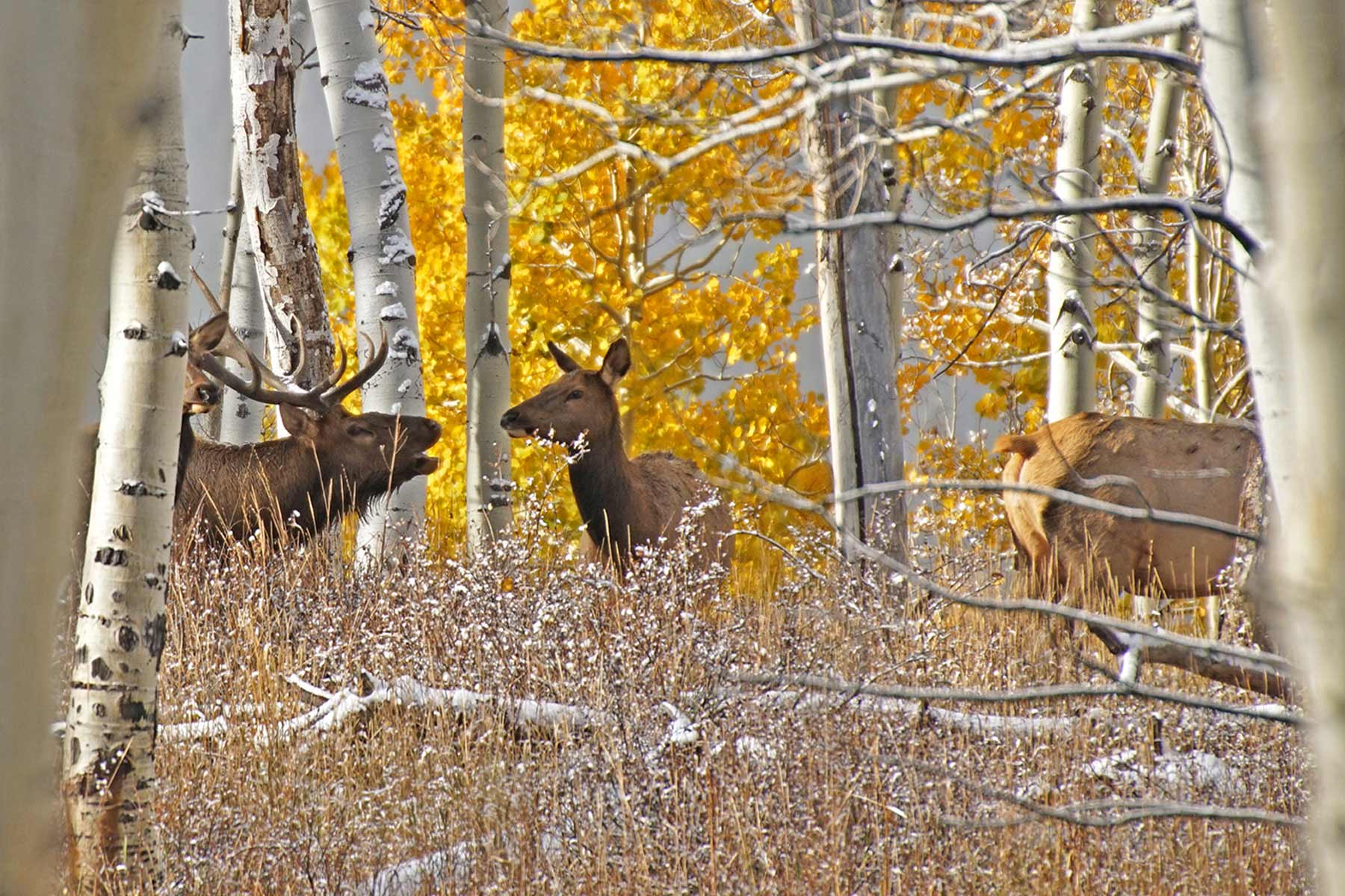 Mexican Ridge Ranch property picture 25 of 48