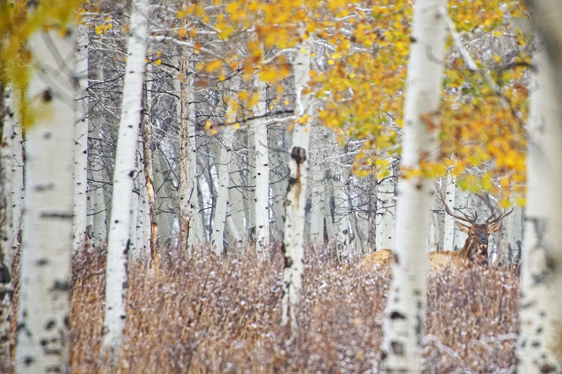 Mexican Ridge Ranch property picture 35 of 48
