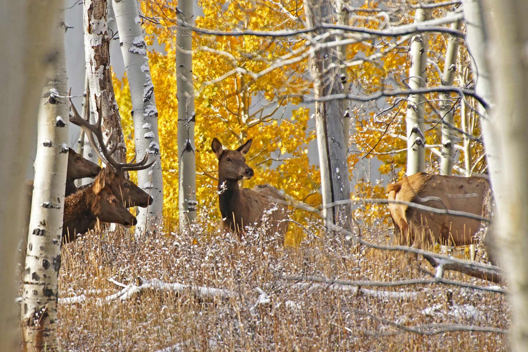 Mexican Ridge Ranch property picture 15 of 48