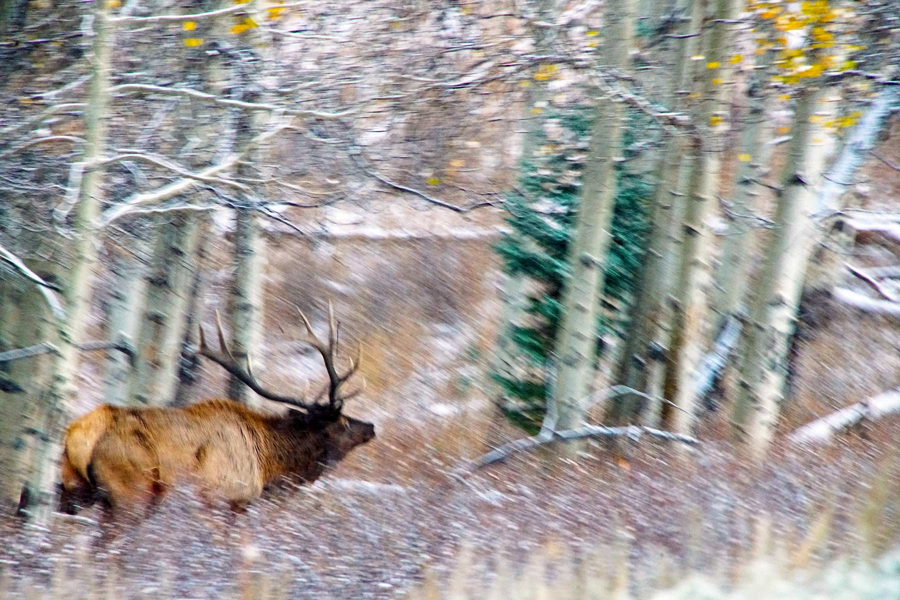 Mexican Ridge Ranch property picture 18 of 48