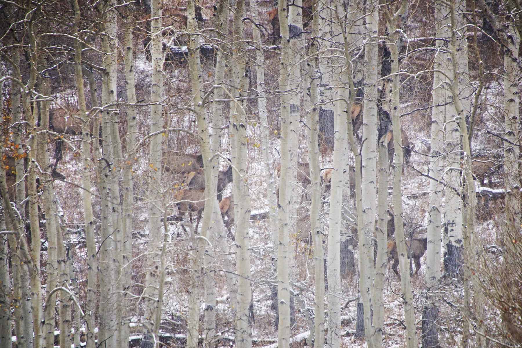 Mexican Ridge Ranch property picture 29 of 48