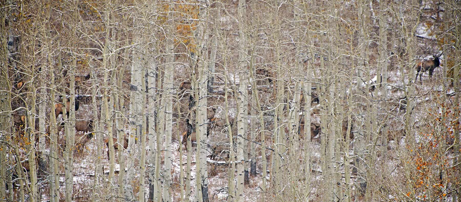 Mexican Ridge Ranch property picture 46 of 48