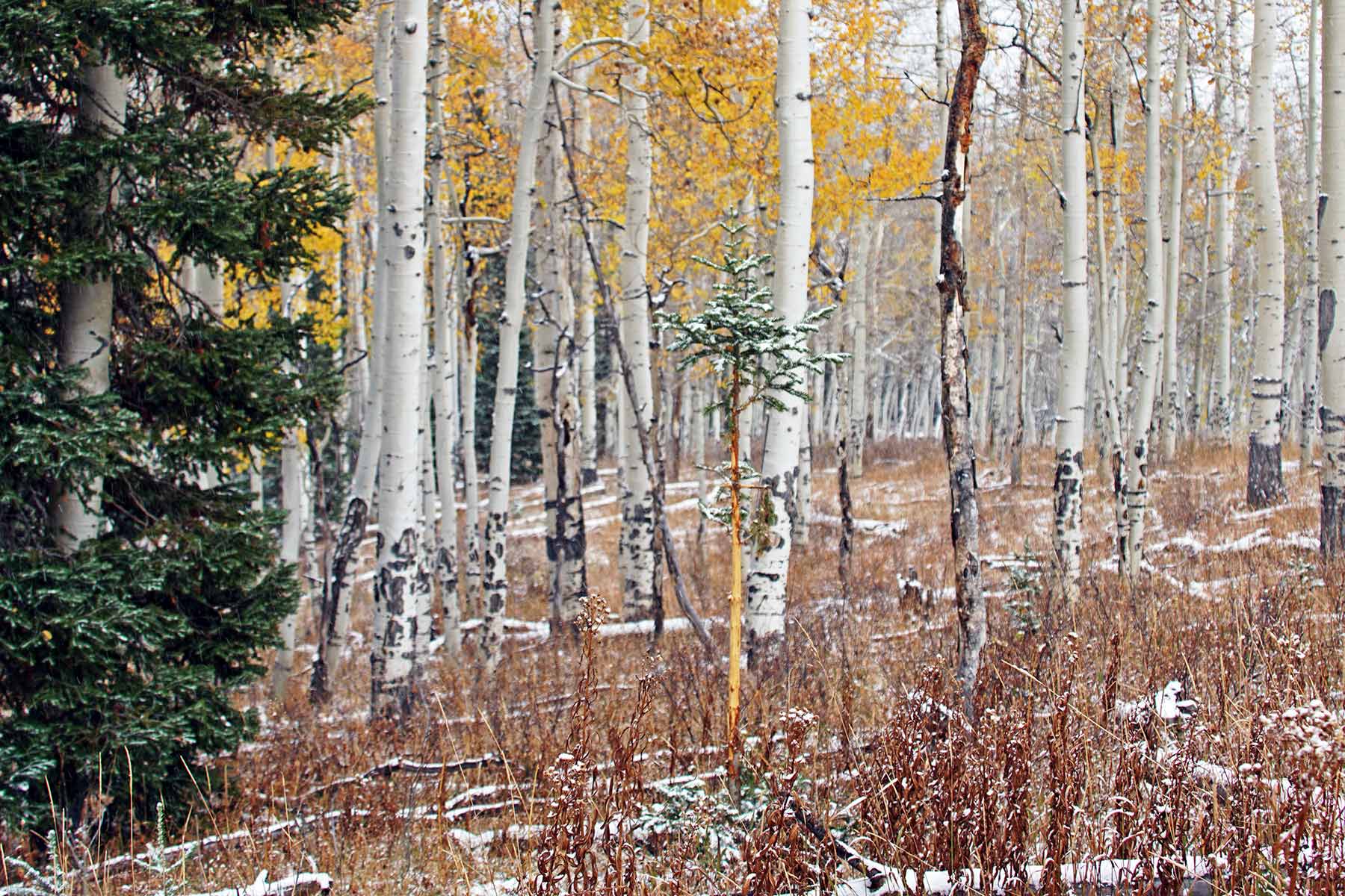 Mexican Ridge Ranch property picture 32 of 48