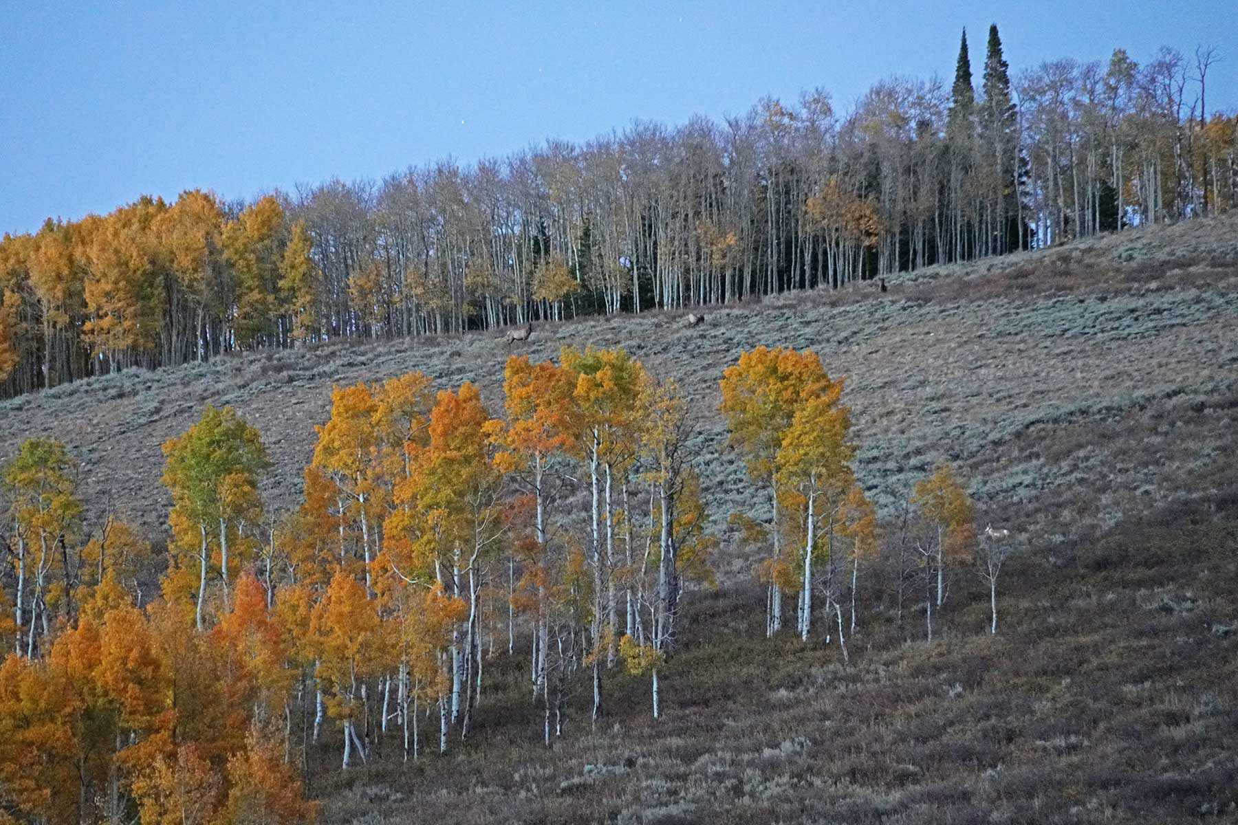 Mexican Ridge Ranch property picture 27 of 48