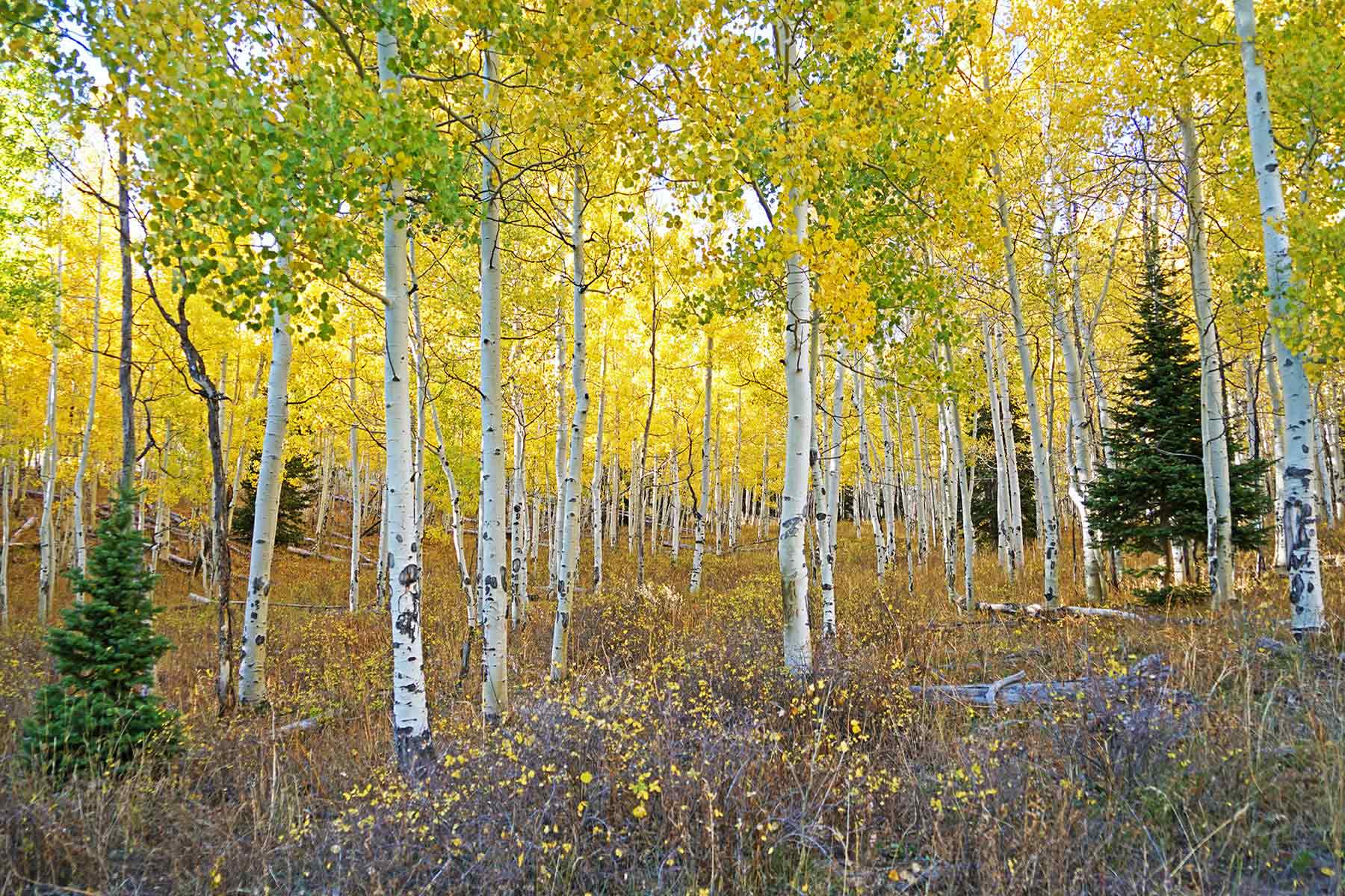 Mexican Ridge Ranch property picture 20 of 48