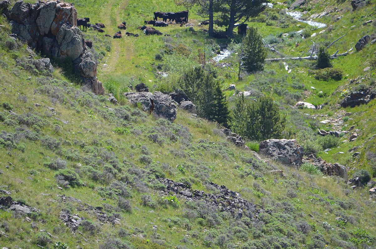 Lost Creek Mountain Property property picture 6 of 10