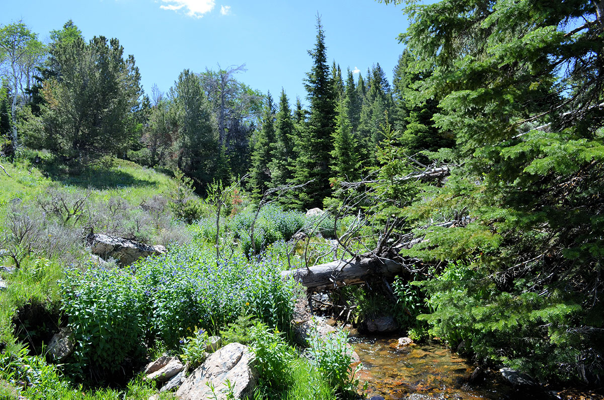 Lost Creek Mountain Property property picture 10 of 10