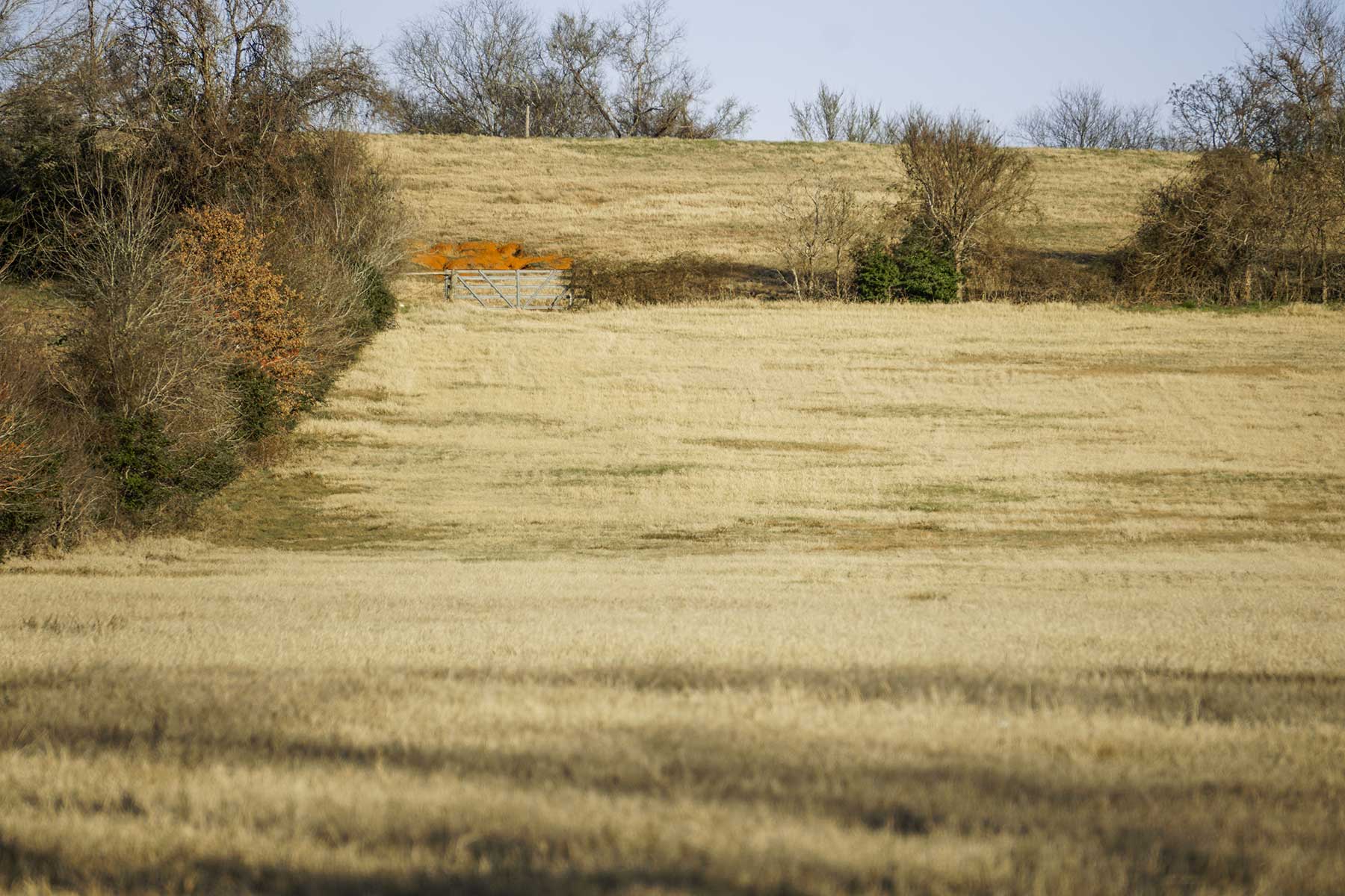No River Ranch property picture 6 of 10