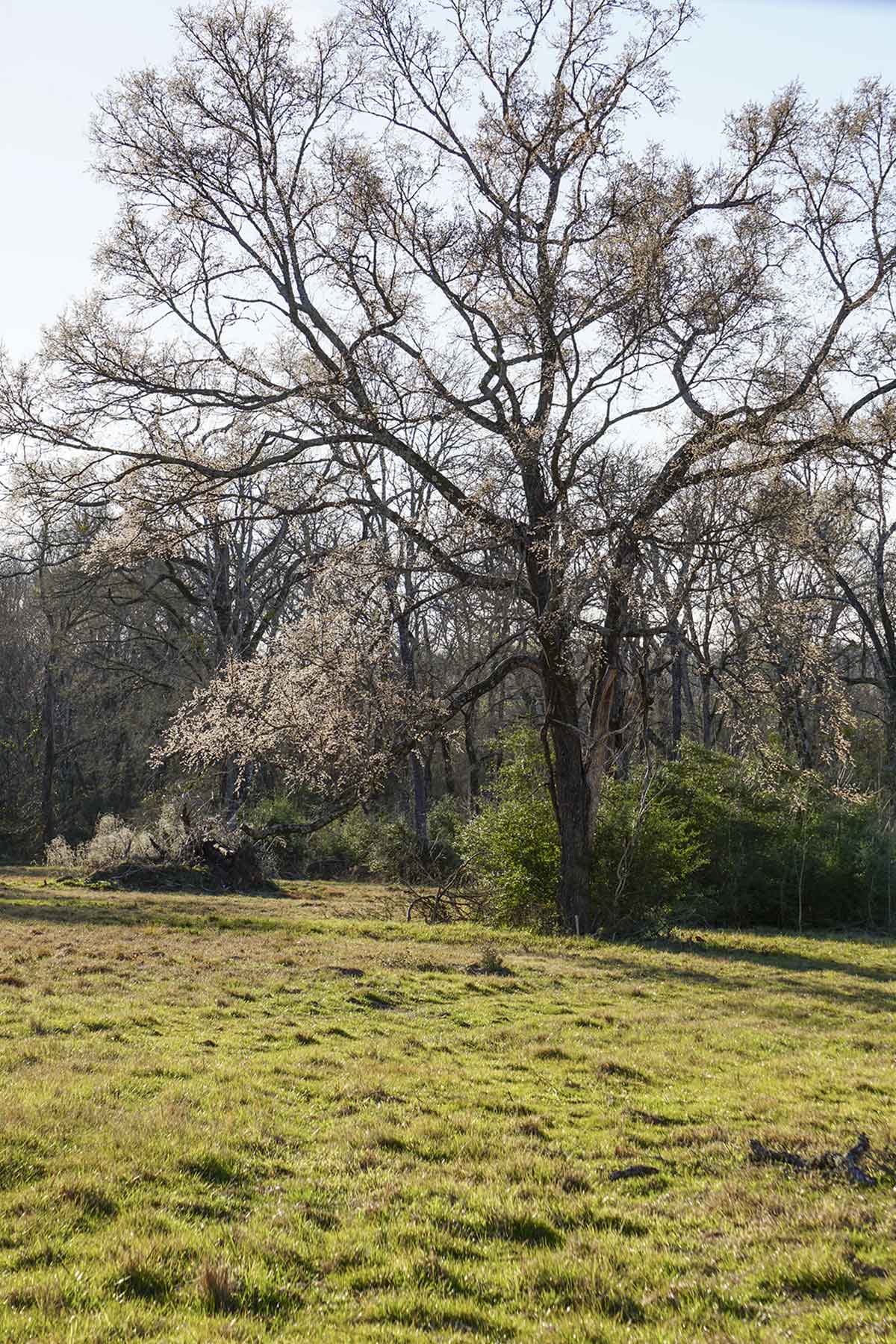 No River Ranch property picture 4 of 10