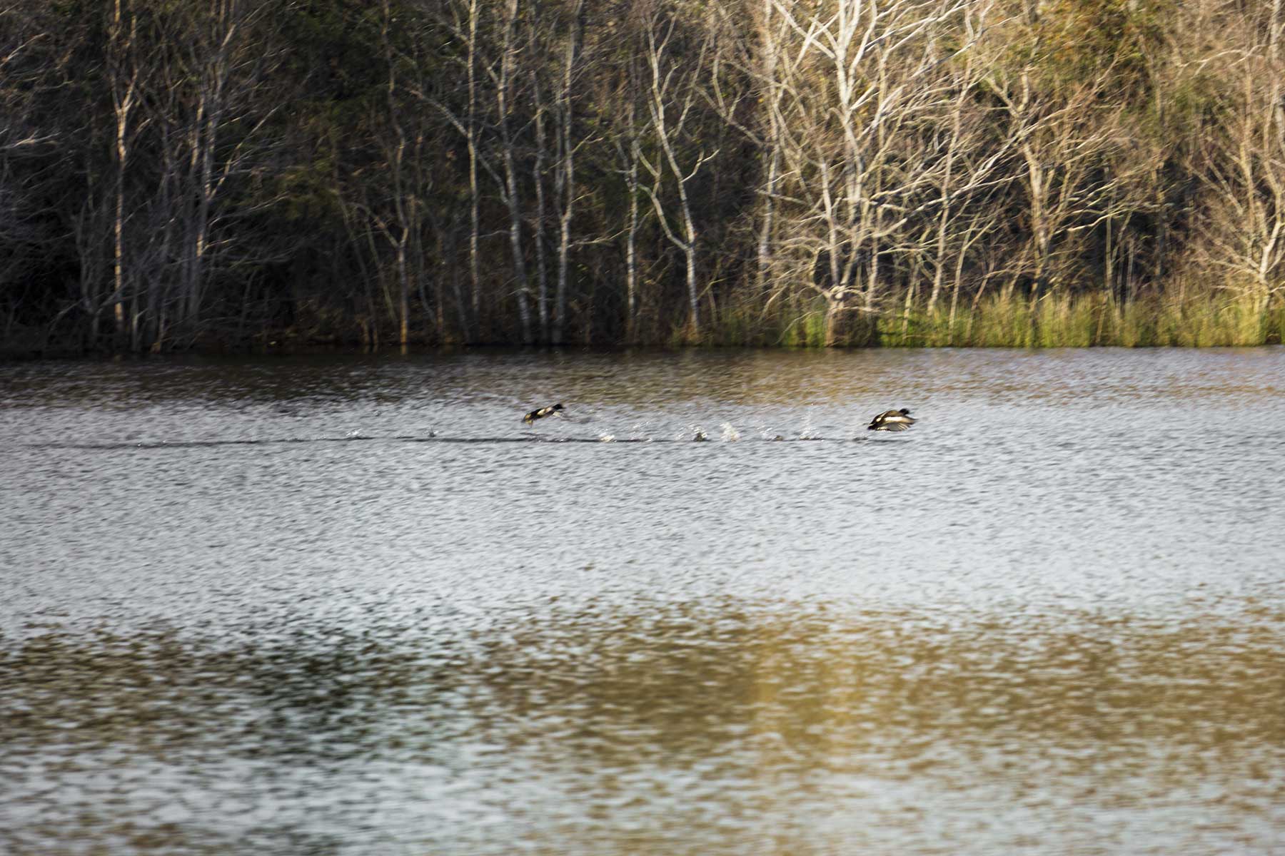 No River Ranch property picture 8 of 10