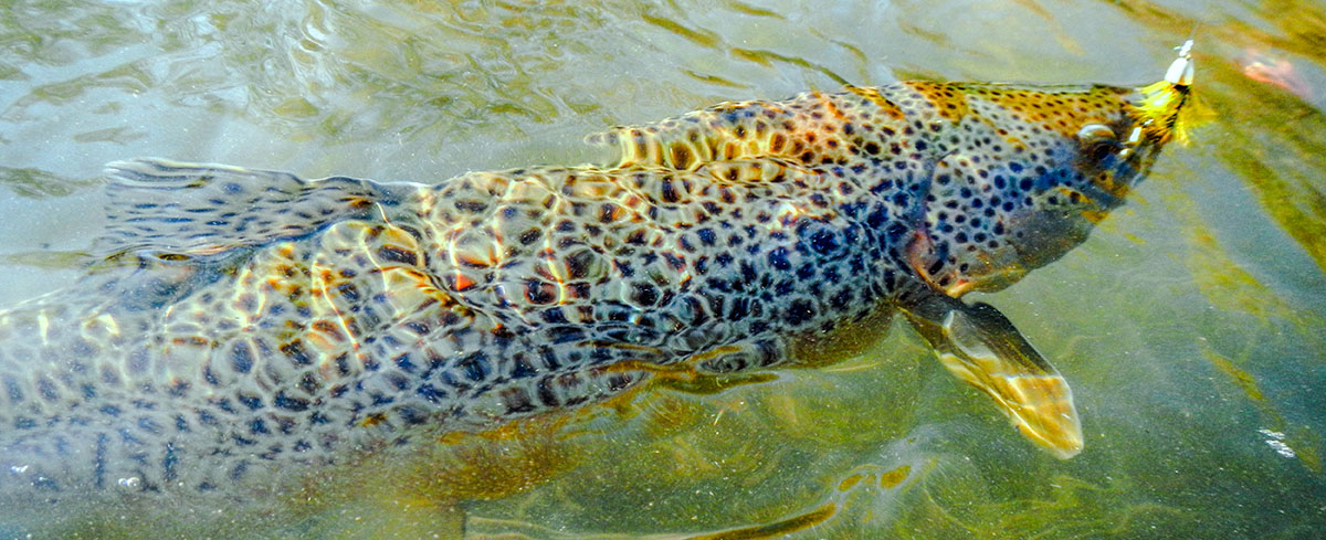 Smith River Ranch property picture 3 of 26