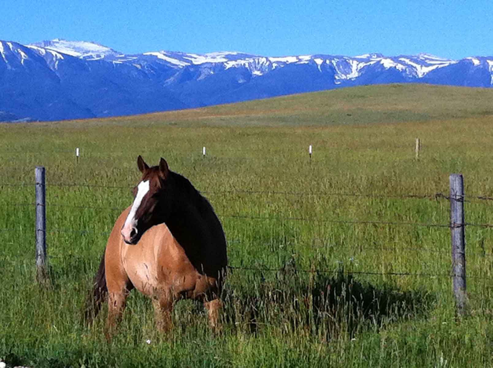 Lazy L Creek Ranch property picture 4 of 22
