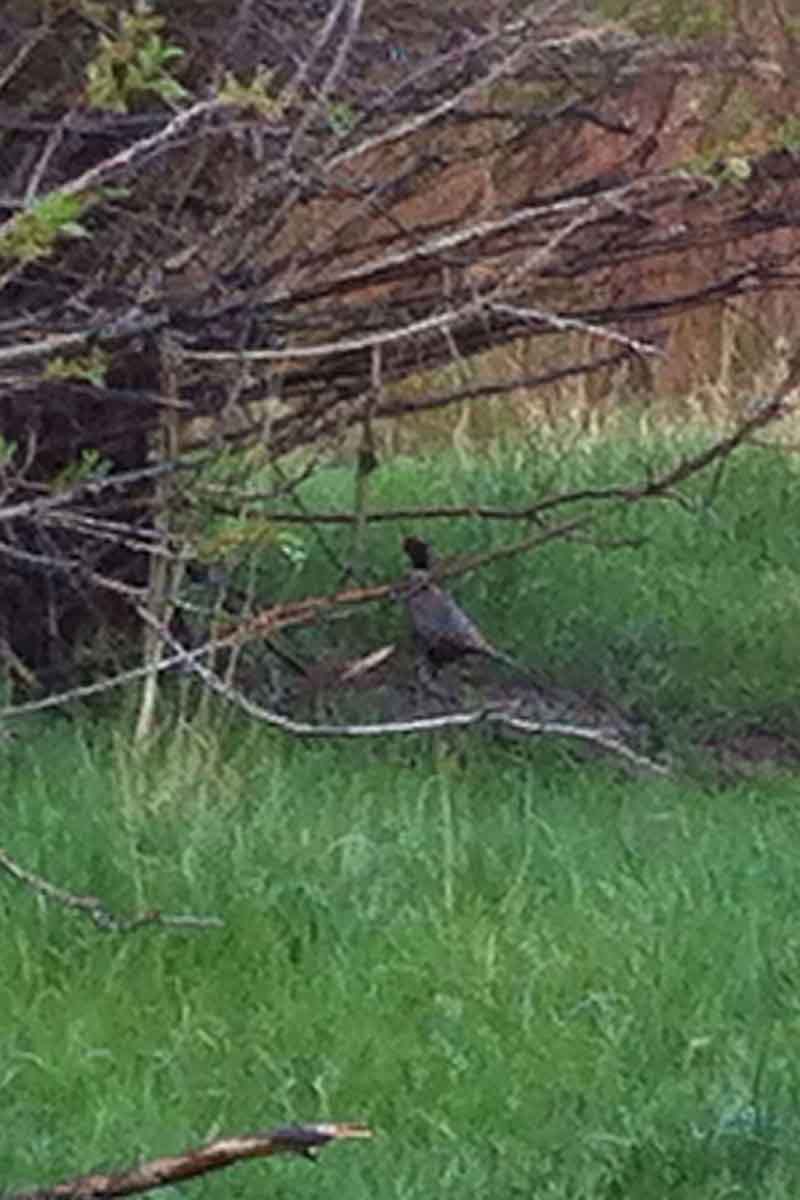 Lazy L Creek Ranch property picture 16 of 22