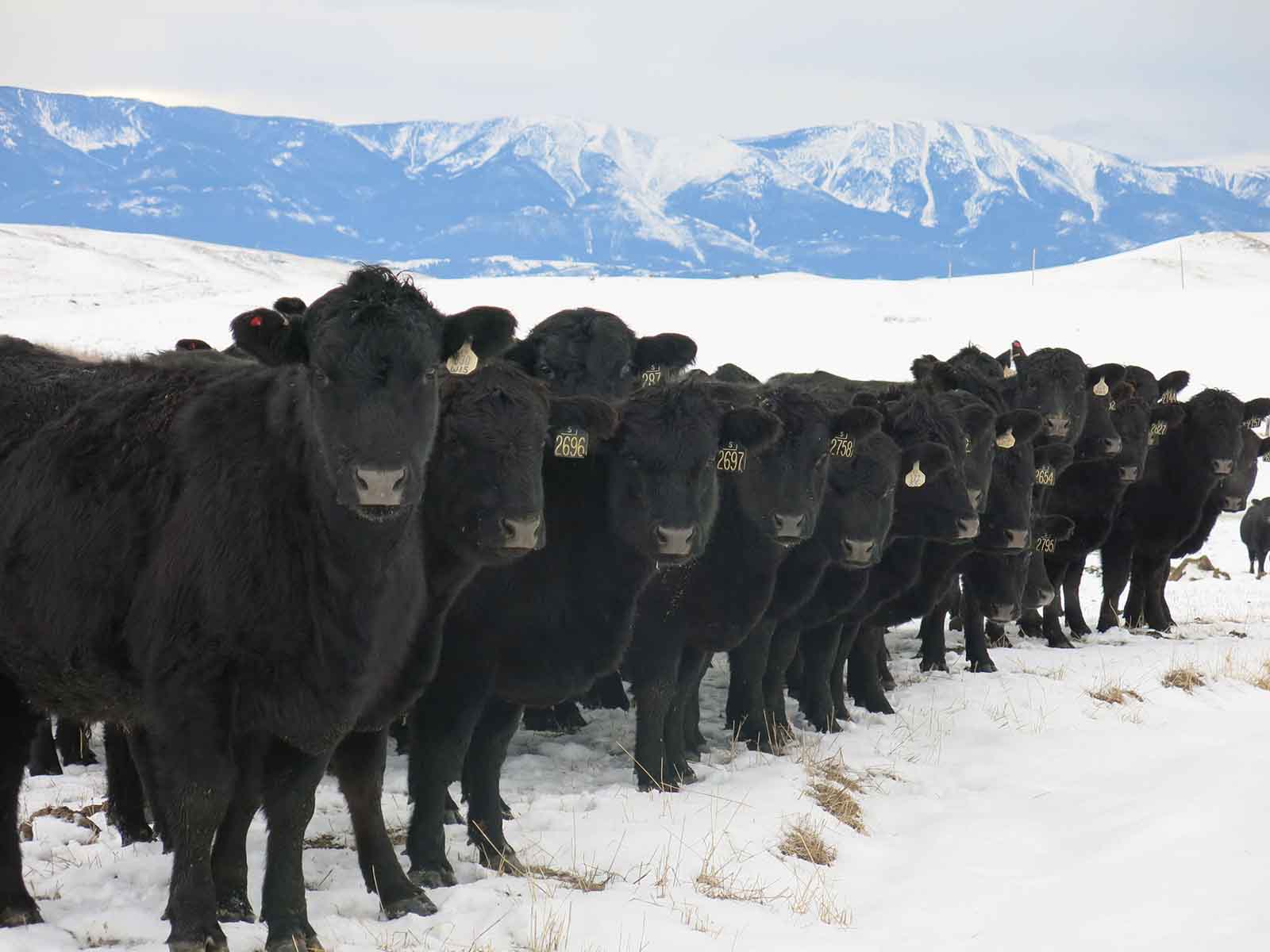 Lazy L Creek Ranch property picture 15 of 22