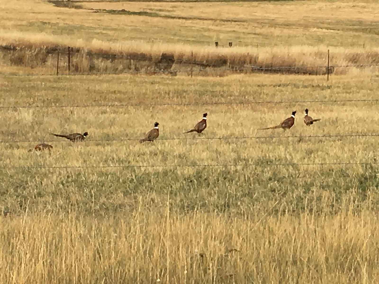 Lazy L Creek Ranch property picture 7 of 22