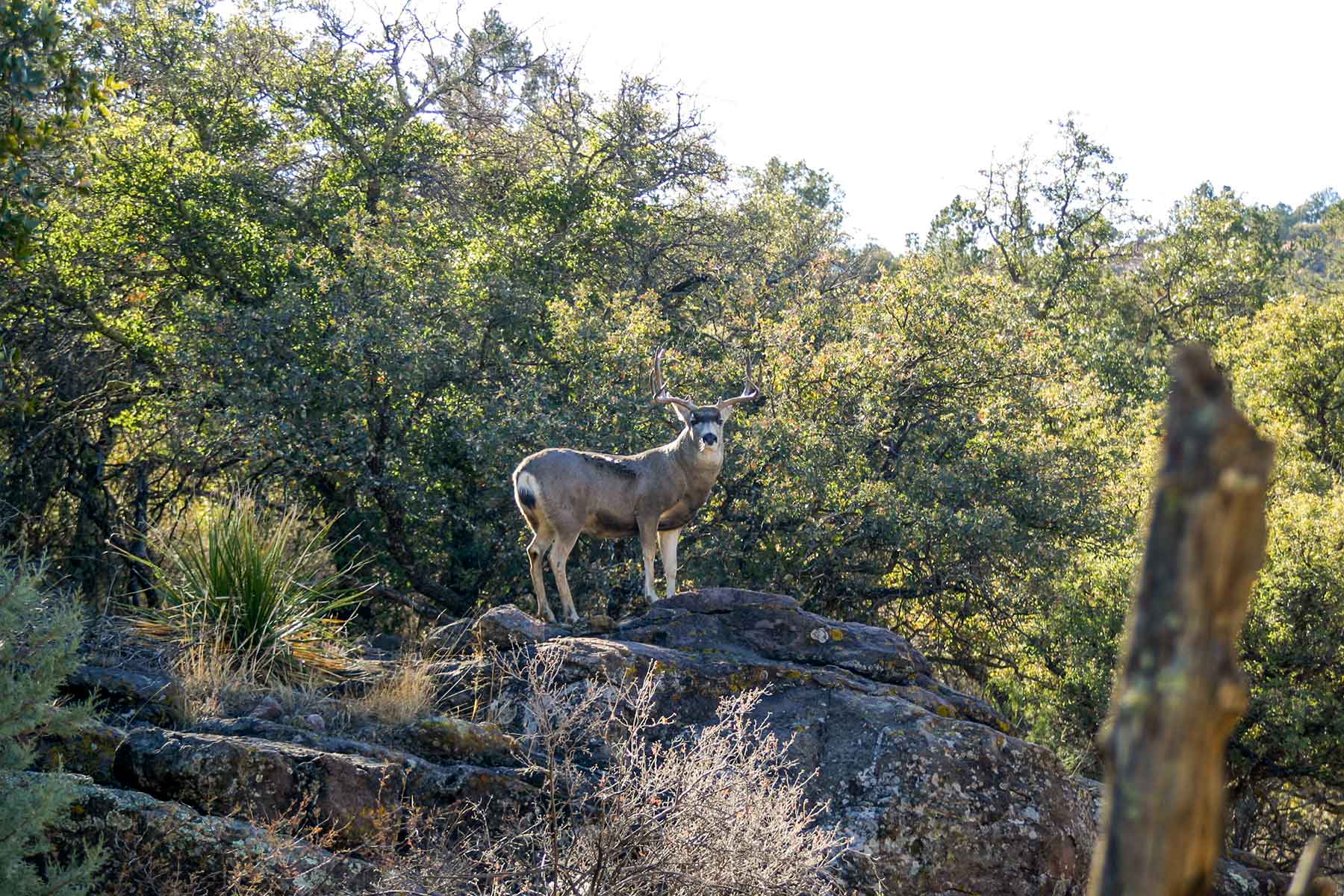 Livermore Ranch ~ Last of the Great Places property picture 2 of 81