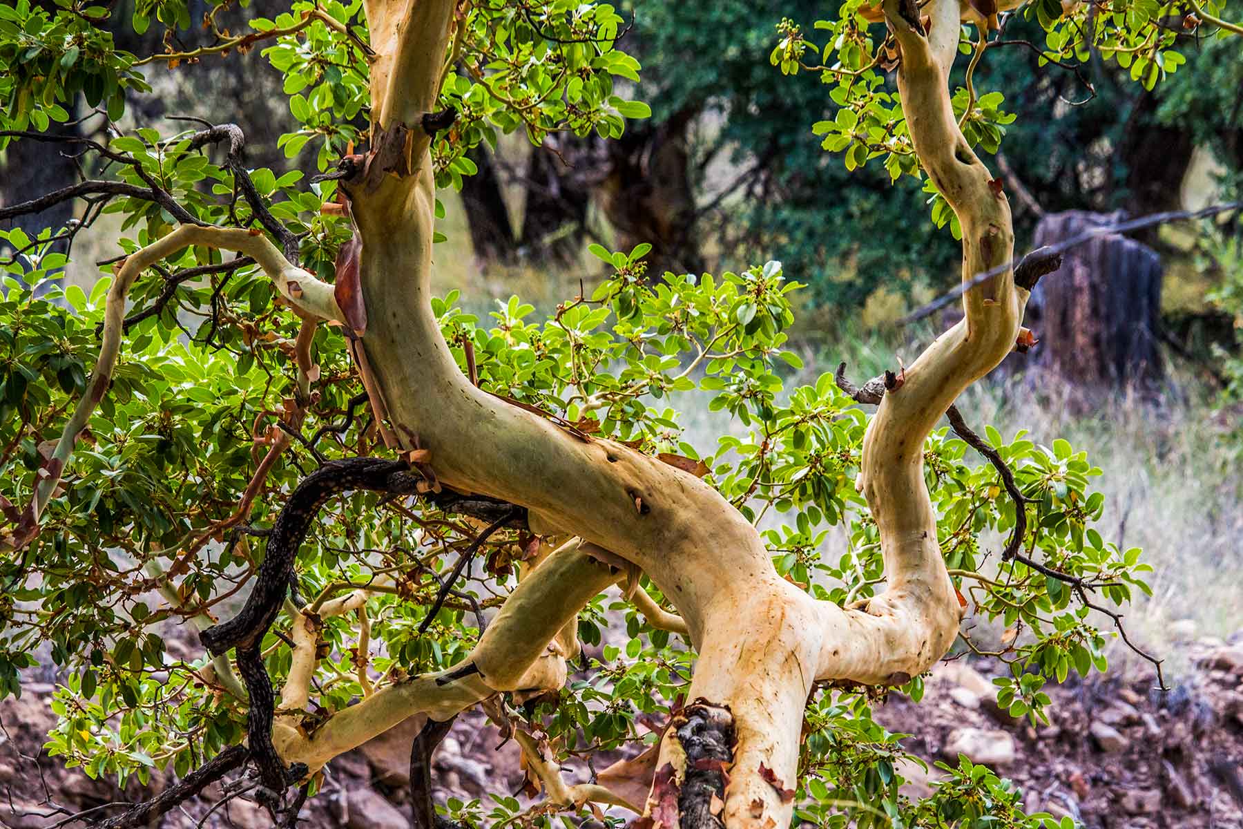 Livermore Ranch ~ Last of the Great Places property picture 16 of 81