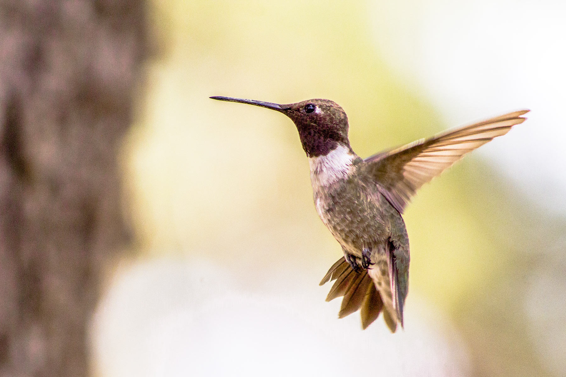 Livermore Ranch ~ Last of the Great Places property picture 50 of 81