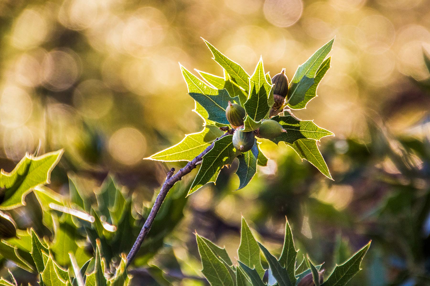 Livermore Ranch ~ Last of the Great Places property picture 60 of 81