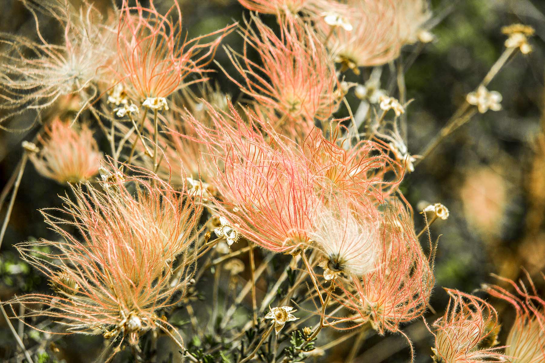 Livermore Ranch ~ Last of the Great Places property picture 61 of 81