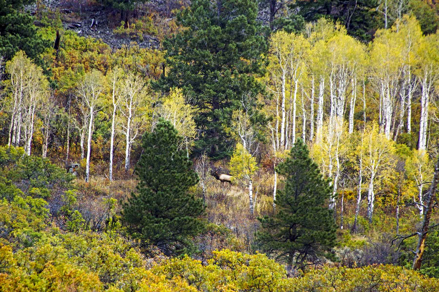 Woodchuck Mountain Ranch property picture 55 of 68