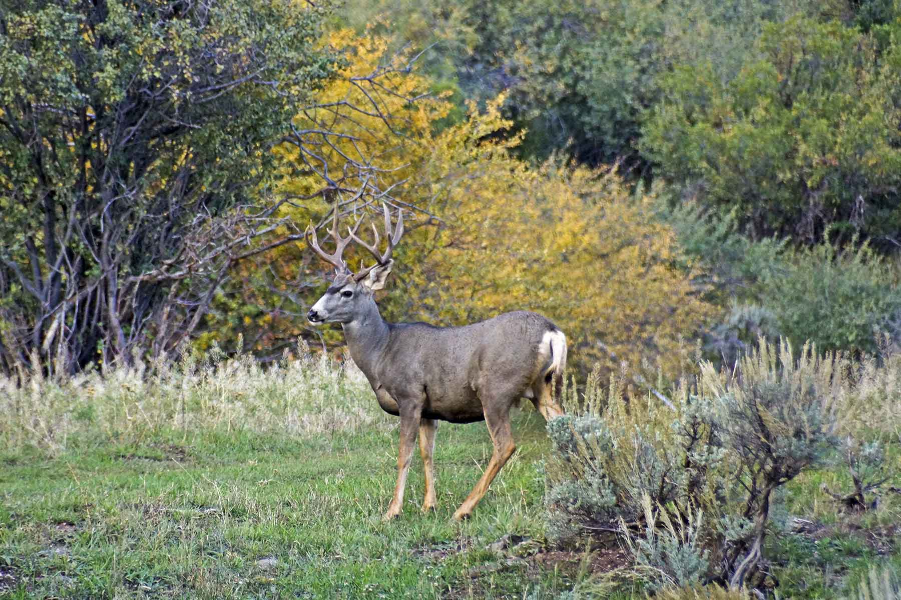 Woodchuck Mountain Ranch property picture 15 of 68