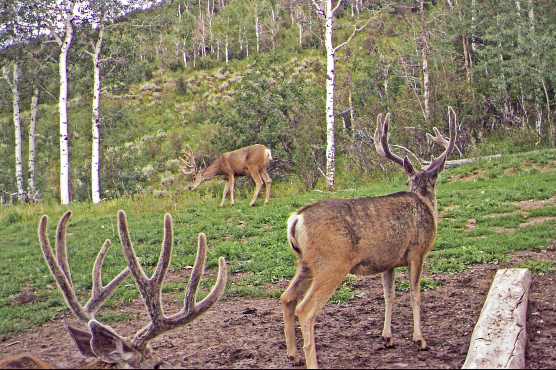 Woodchuck Mountain Ranch property picture 29 of 68