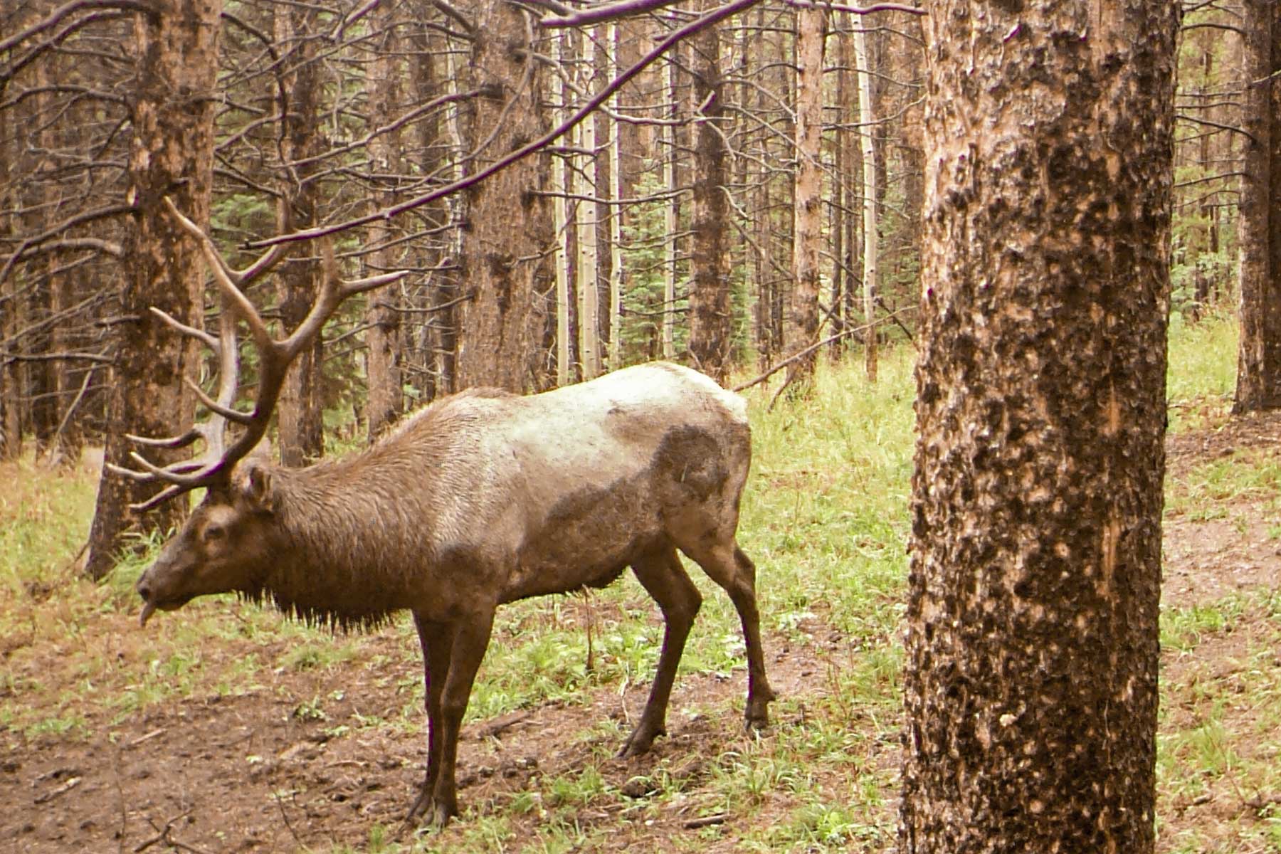 Woodchuck Mountain Ranch property picture 61 of 68
