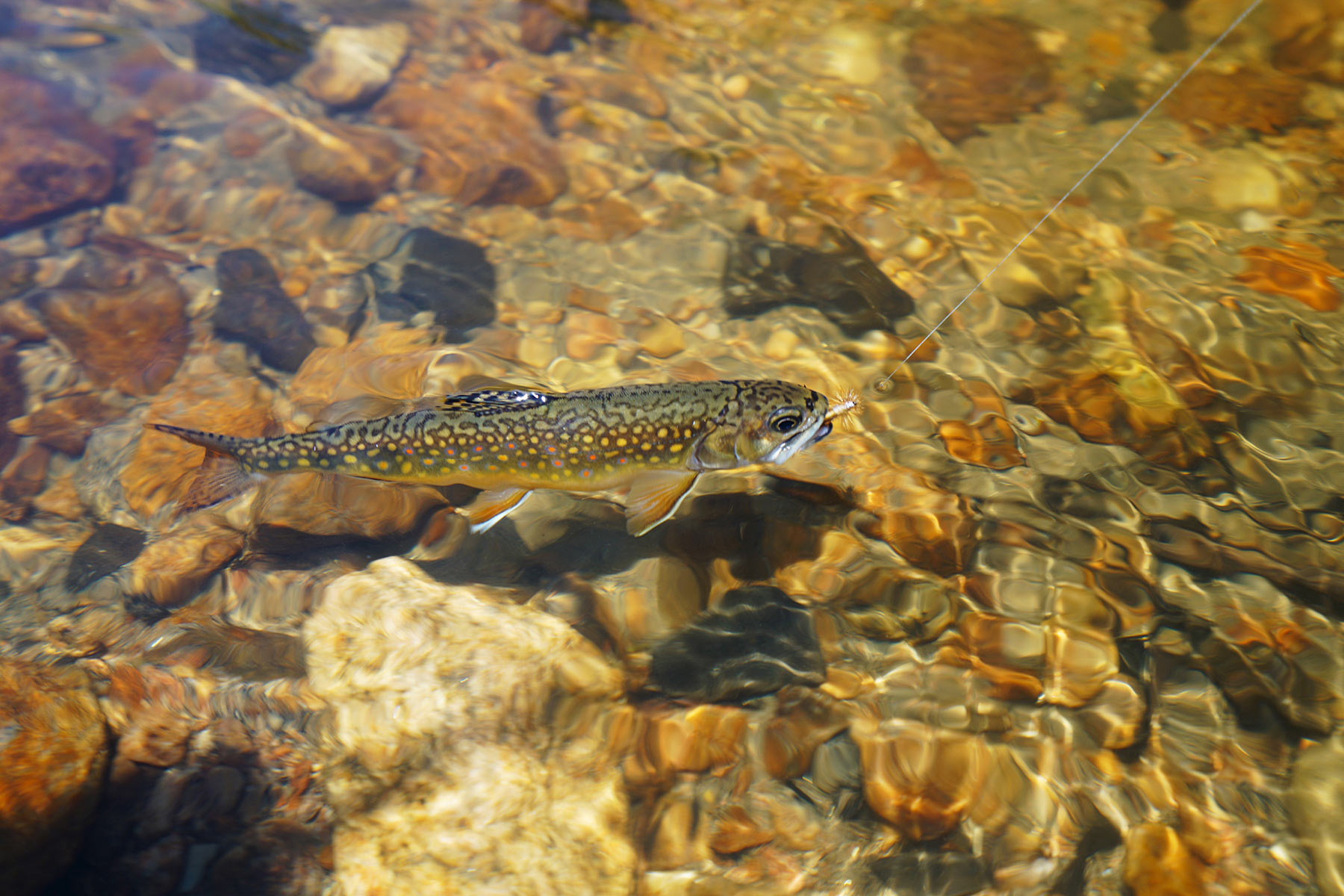 Woodchuck Mountain Ranch property picture 4 of 68