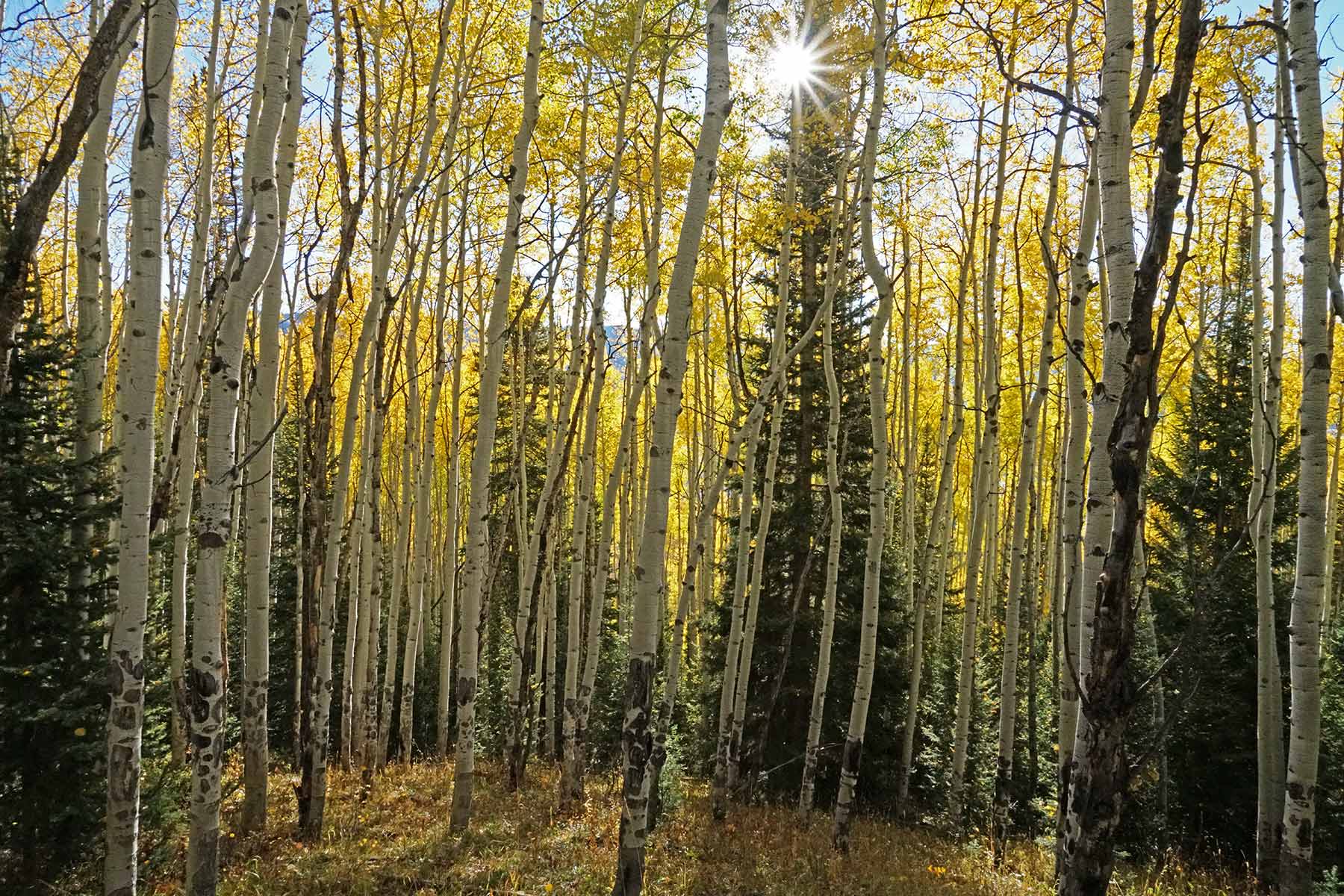 Woodchuck Mountain Ranch property picture 31 of 68