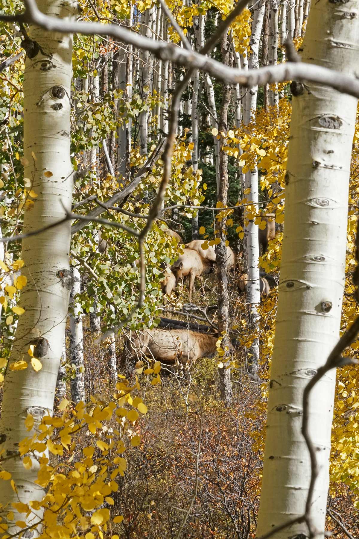 Woodchuck Mountain Ranch property picture 59 of 68