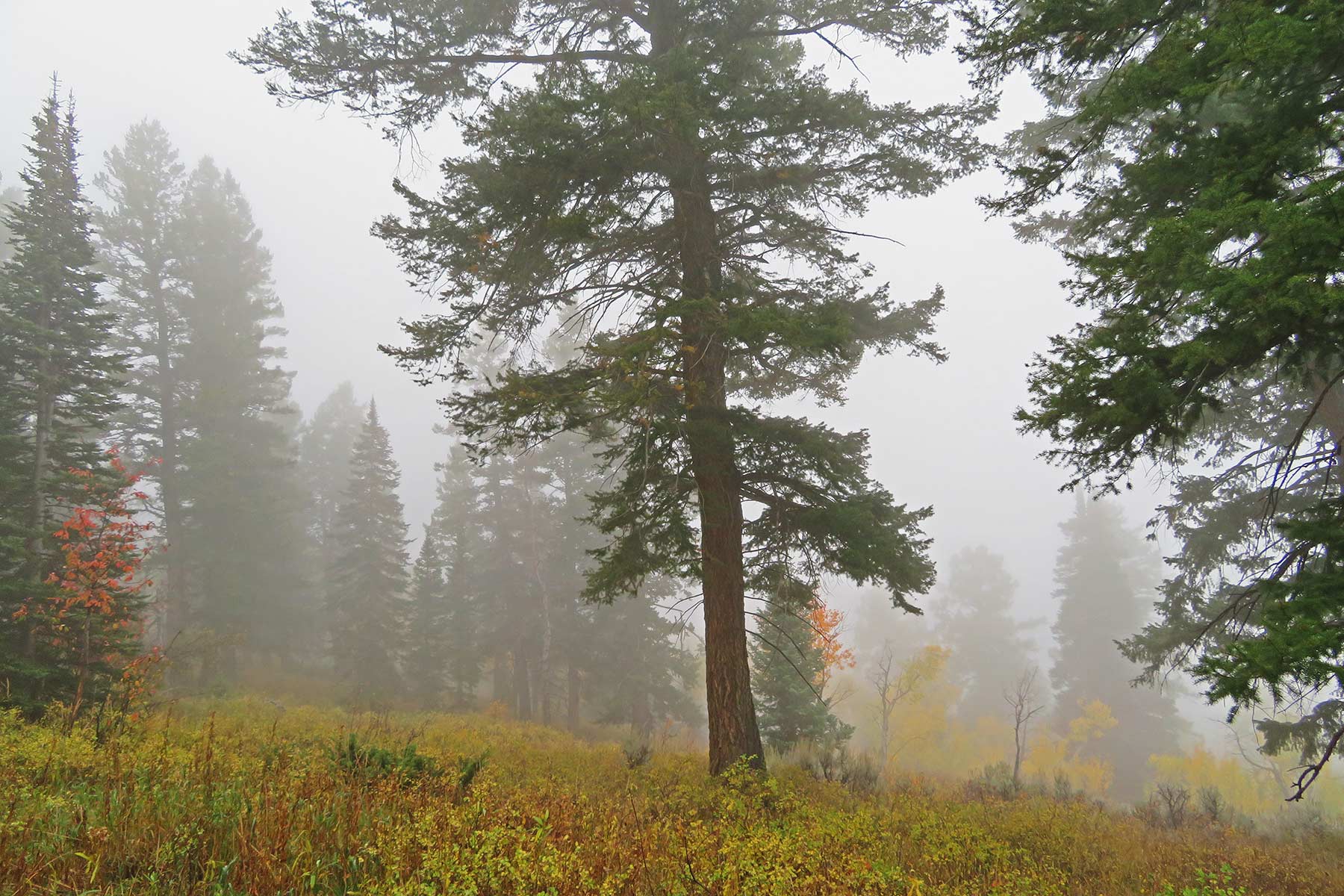 Woodchuck Mountain Ranch property picture 22 of 68