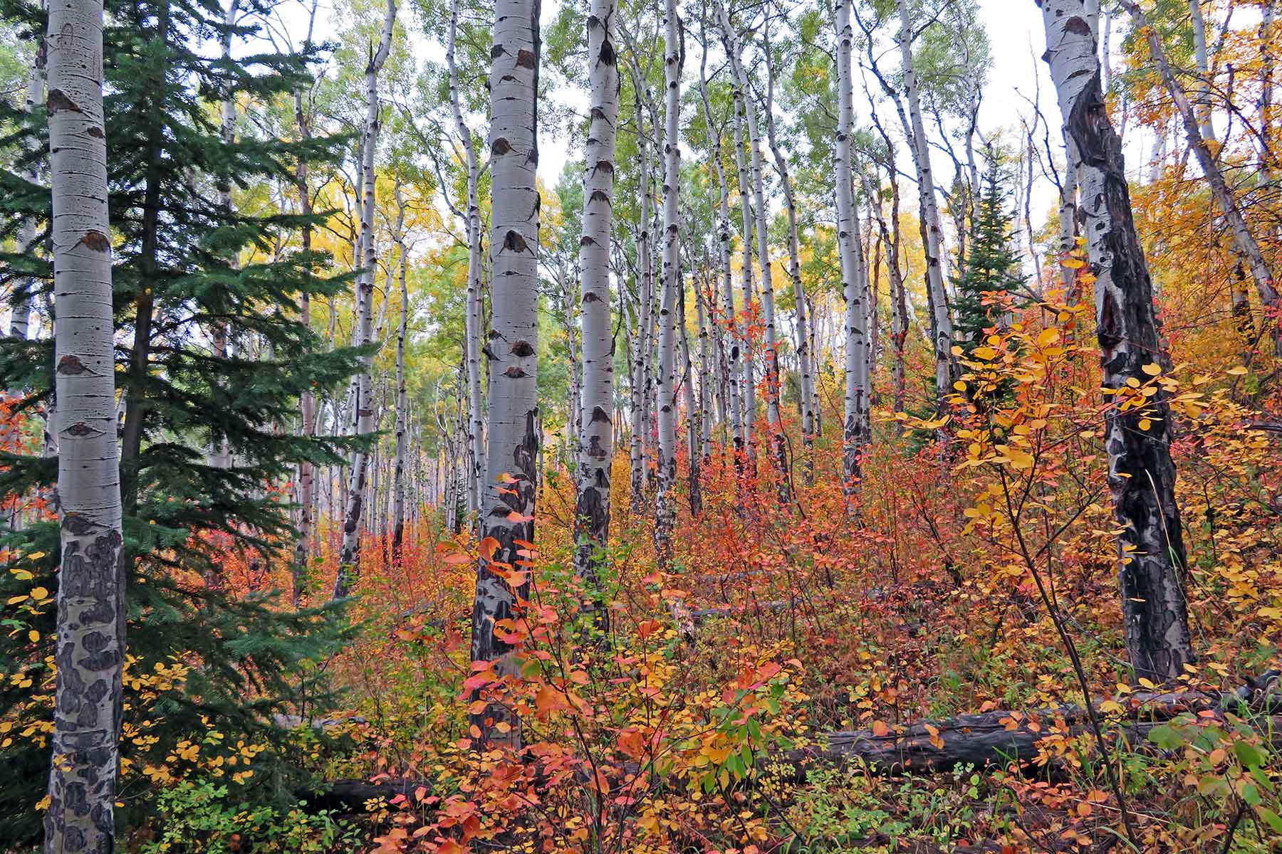 Woodchuck Mountain Ranch property picture 49 of 68