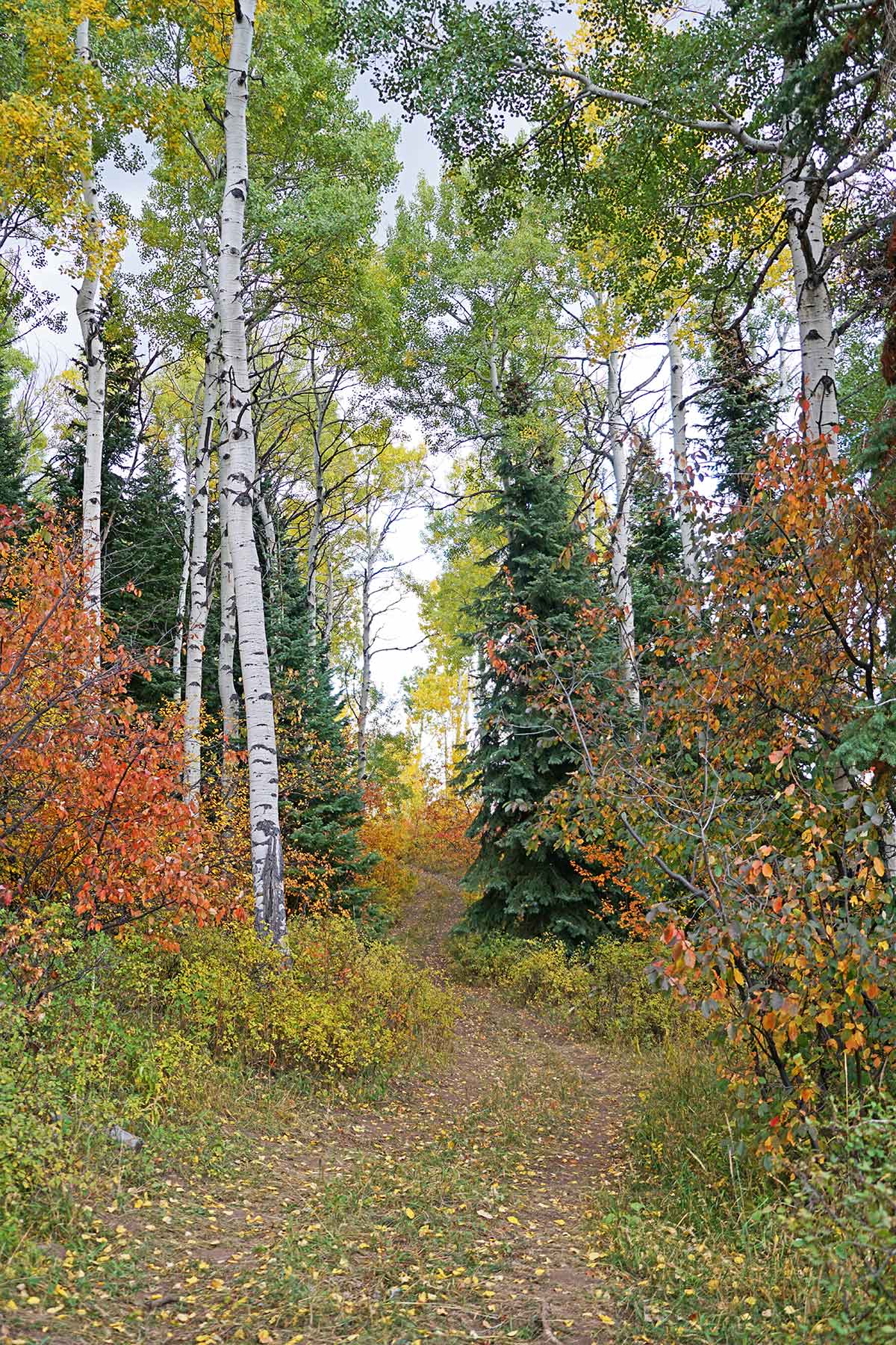 Woodchuck Mountain Ranch property picture 25 of 68