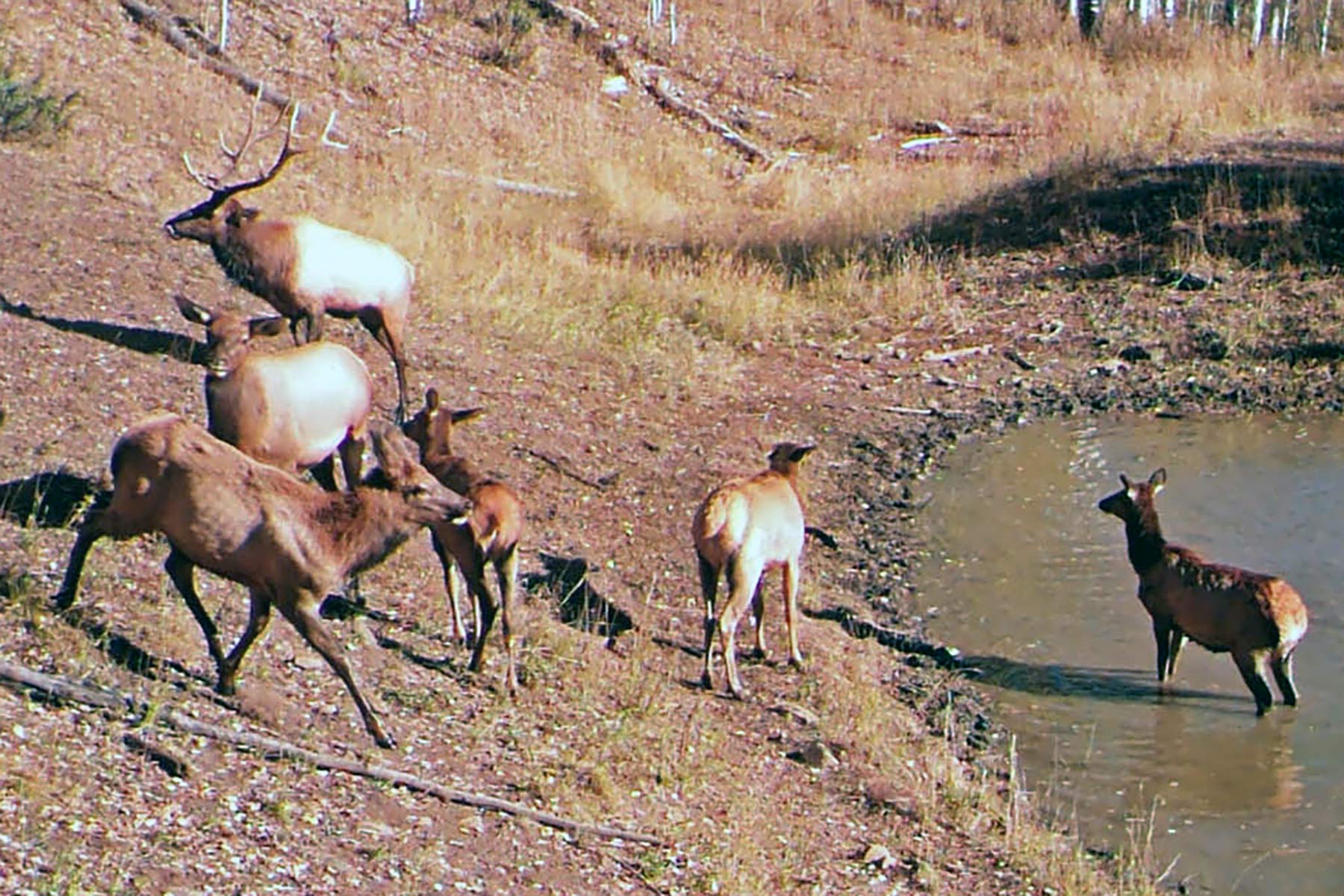 Woodchuck Mountain Ranch property picture 46 of 68